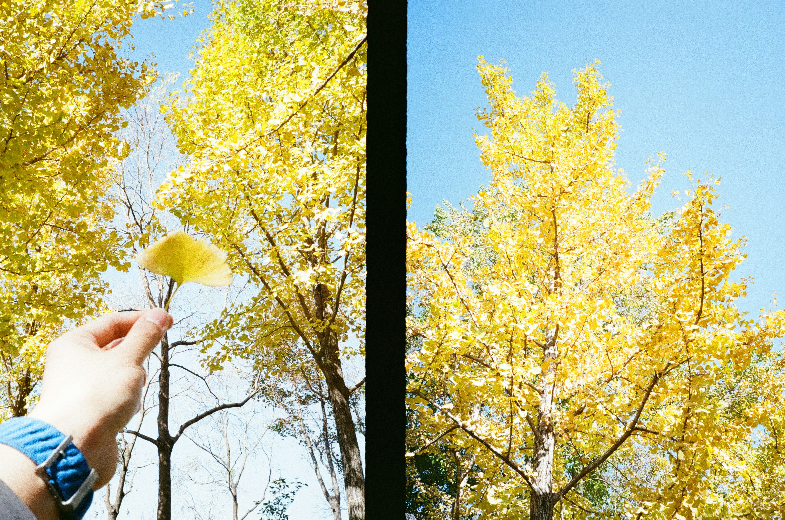 Hand holding yellow ginkgo leaf against trees - 相关推荐