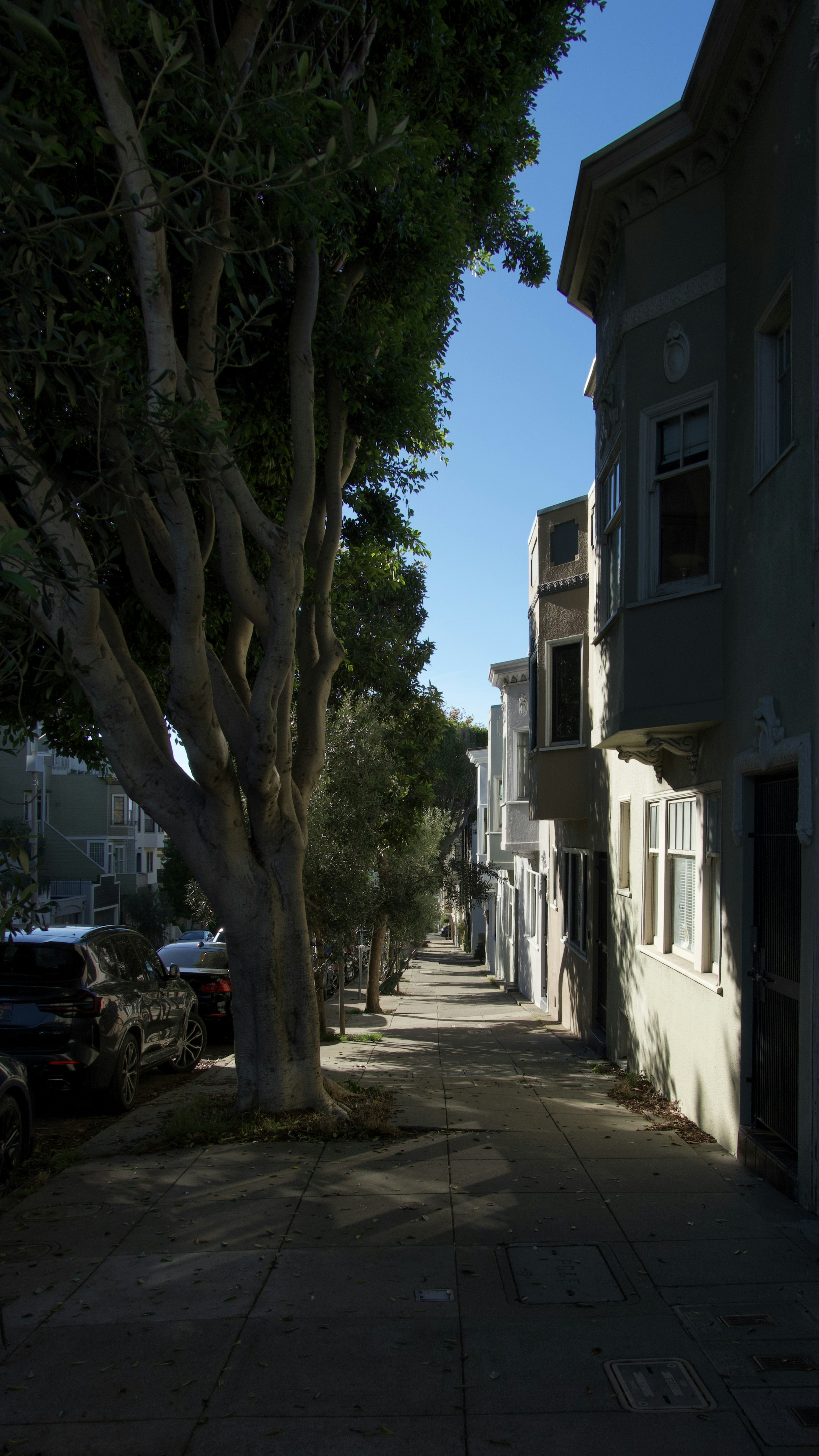 Tree-lined residential street with parked cars
