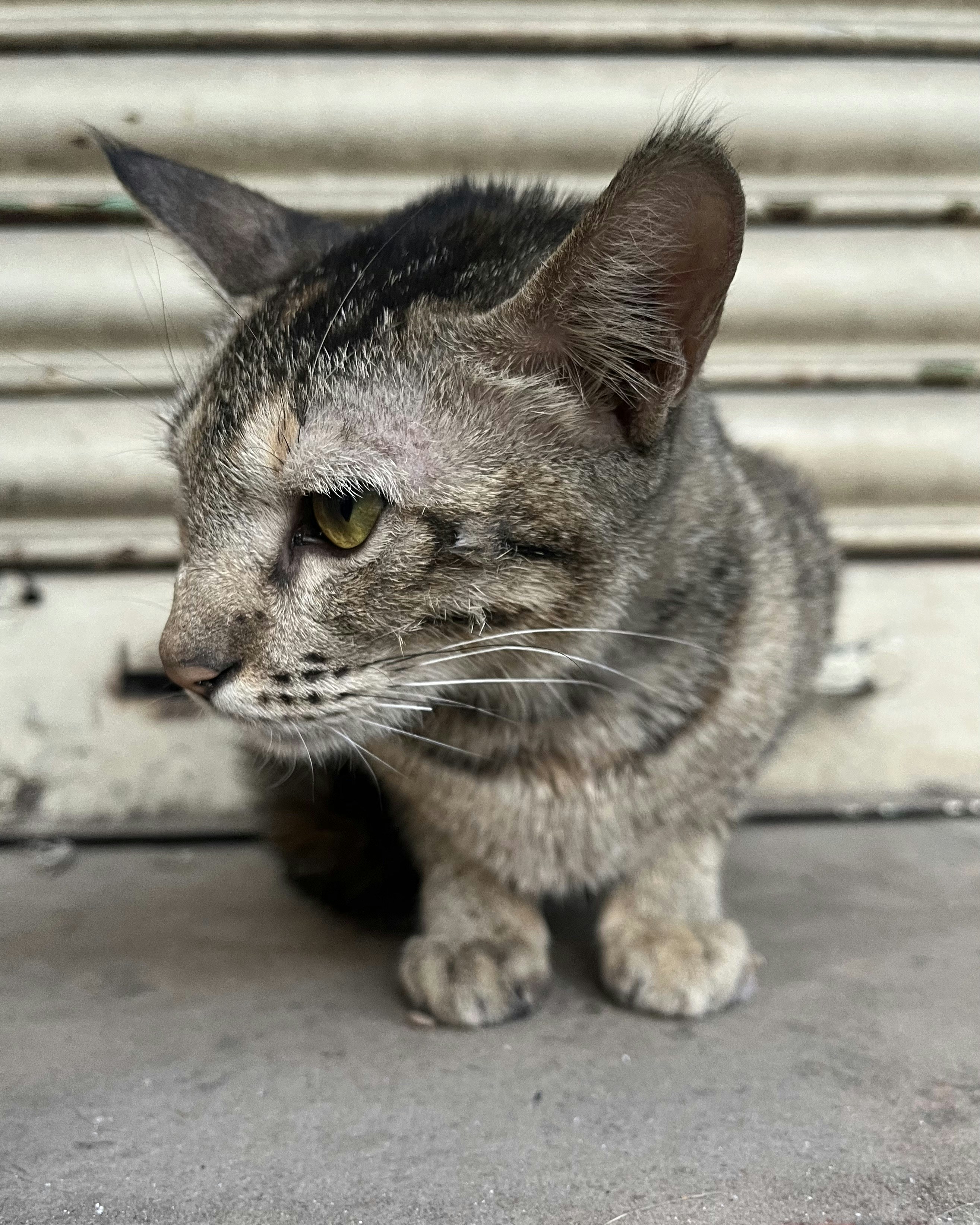 Photo by Vishwasa Navada K