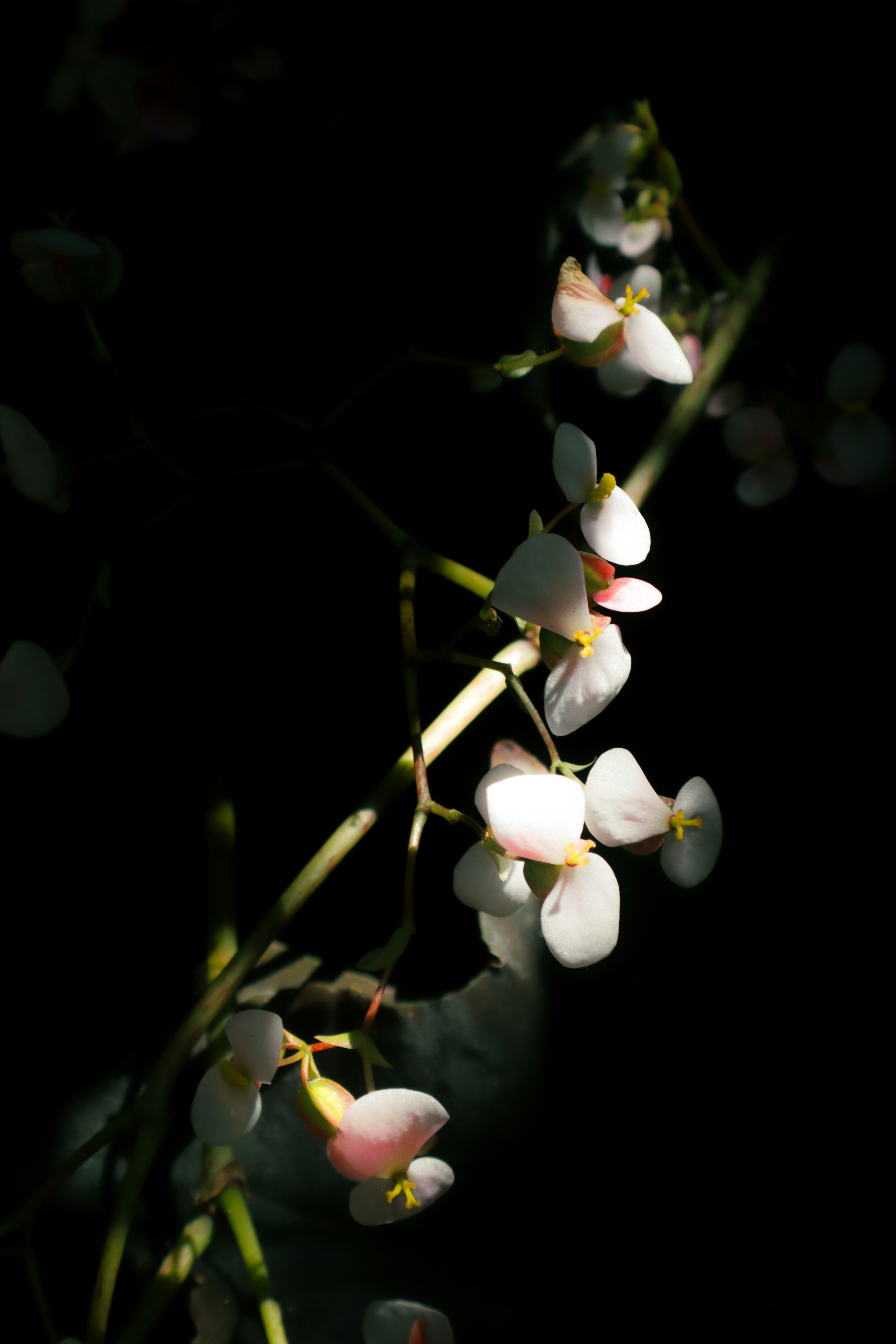 De délicates fleurs blanches illuminées par une lumière douce