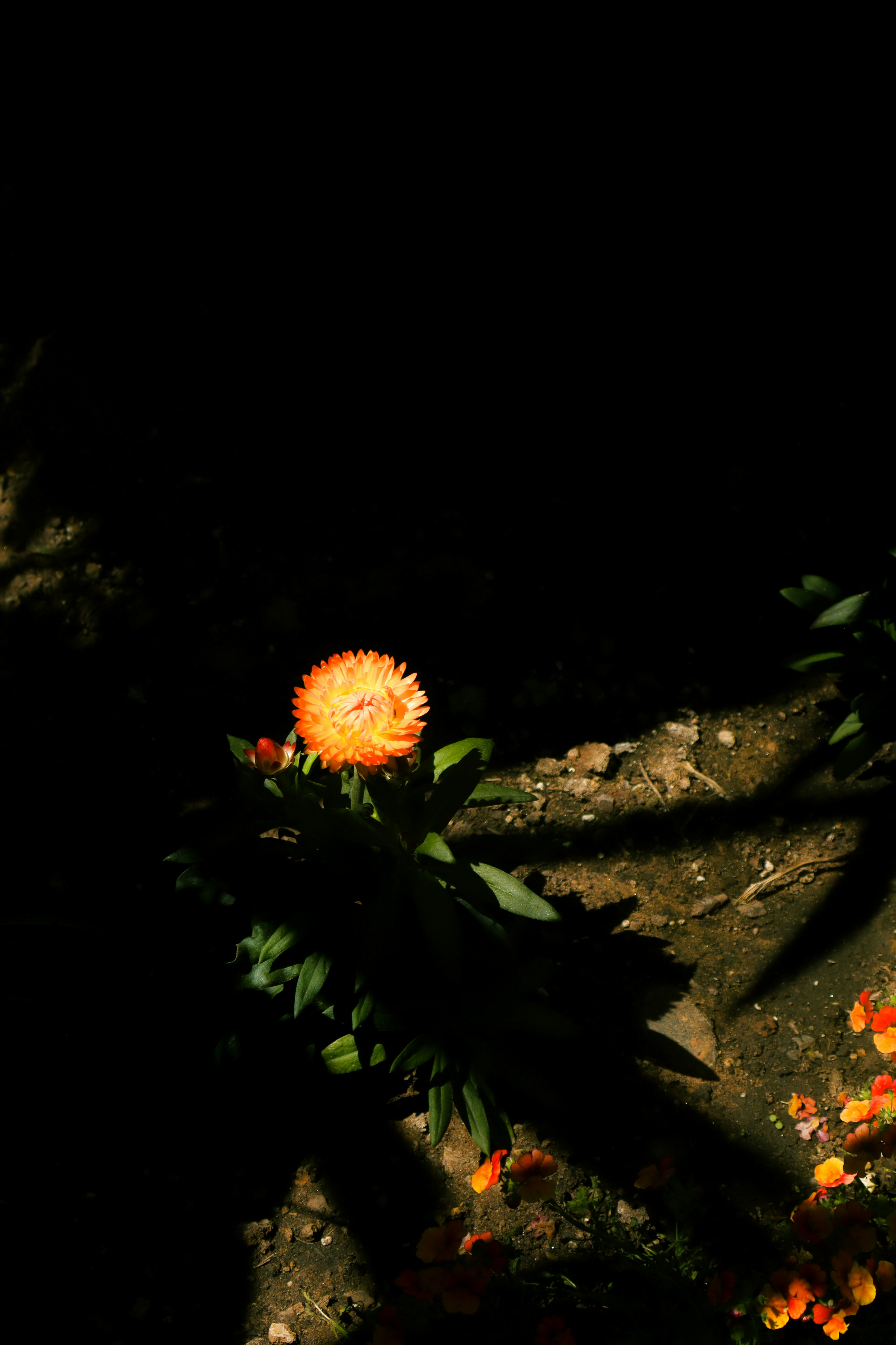 Une fleur orange illuminée par un soleil spectaculaire
