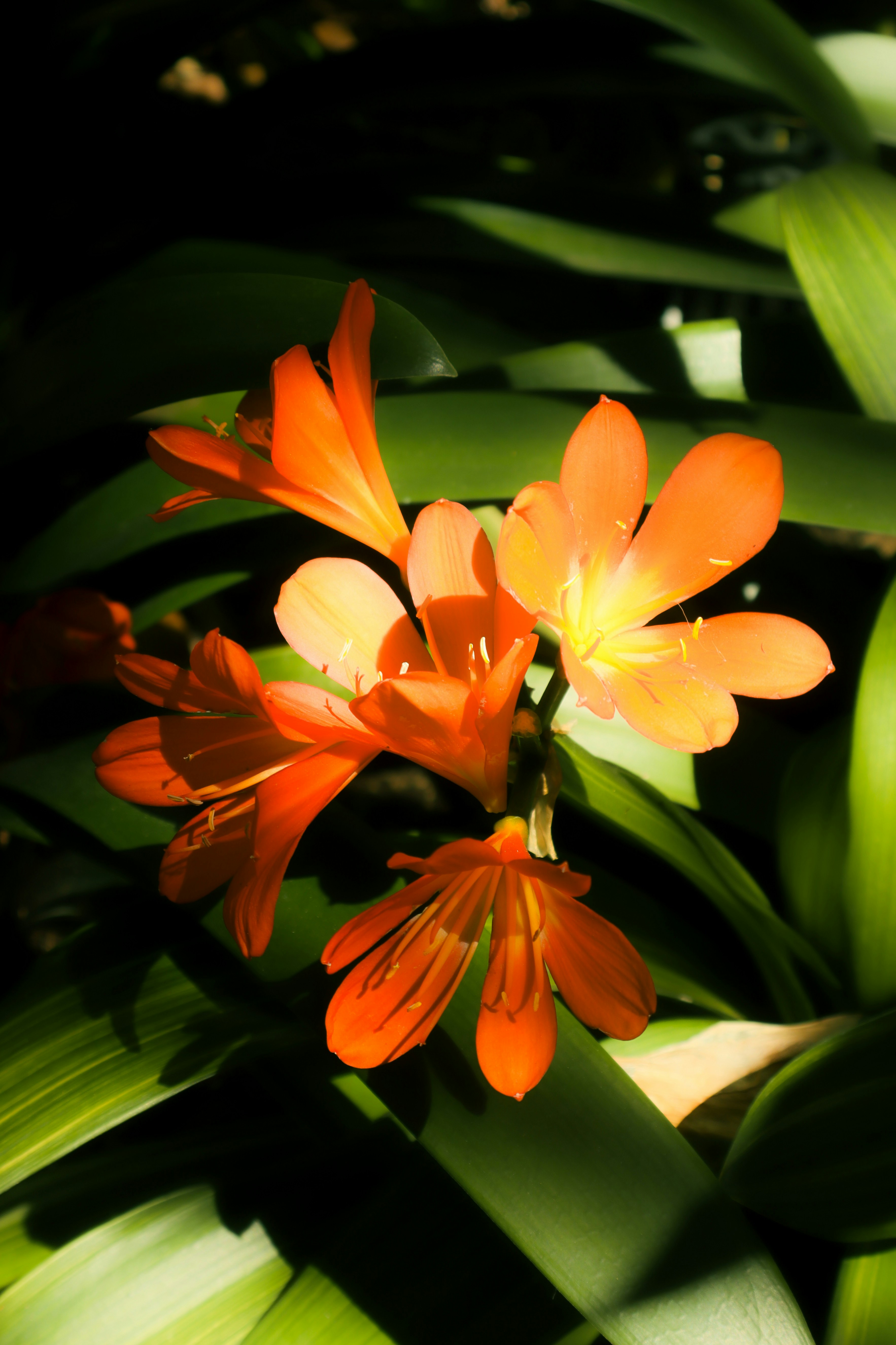 Les fleurs de clivia orange fleurissent parmi les feuilles vertes.