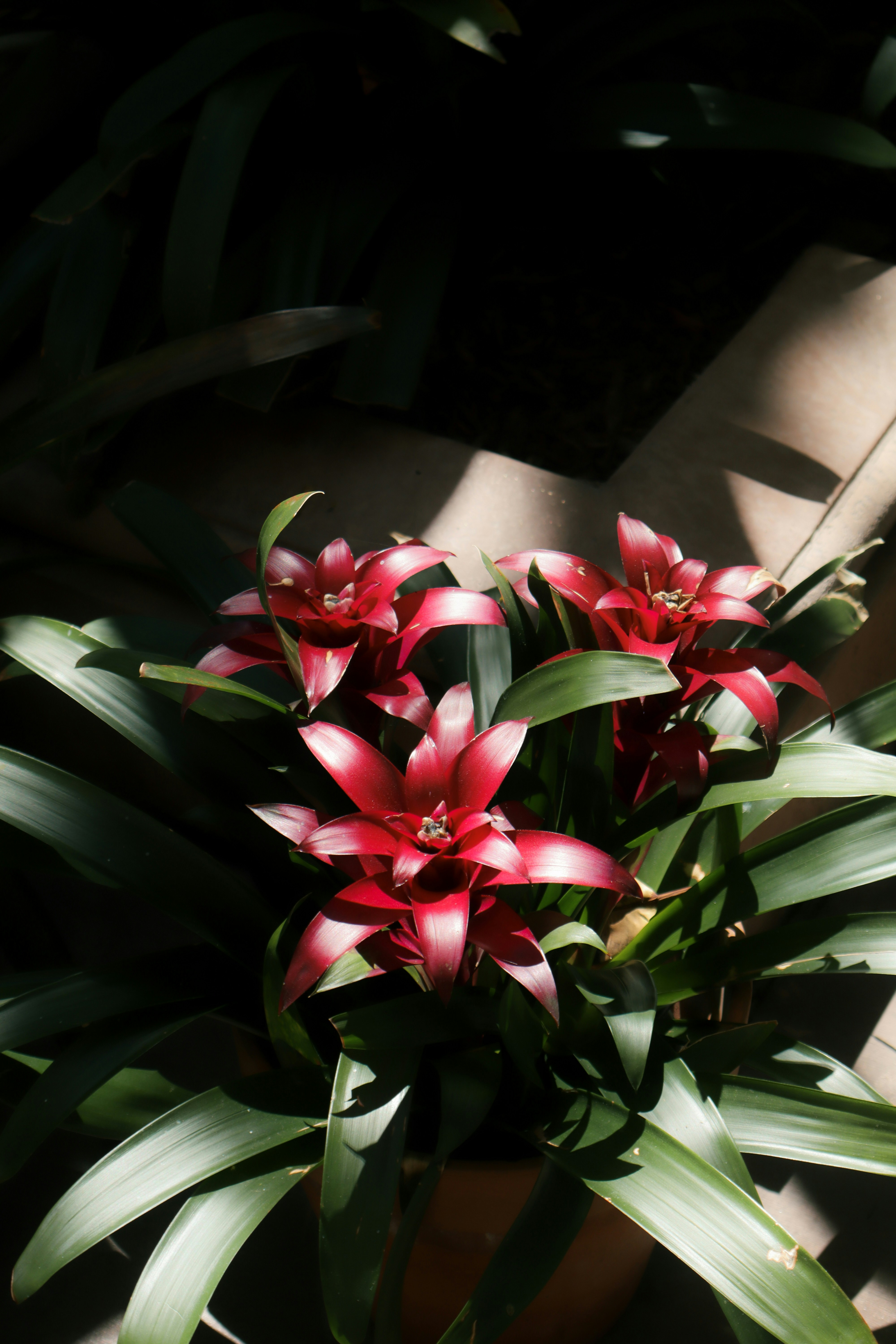 Fleurs de broméliacées rouges et blanches avec des feuilles vertes.
