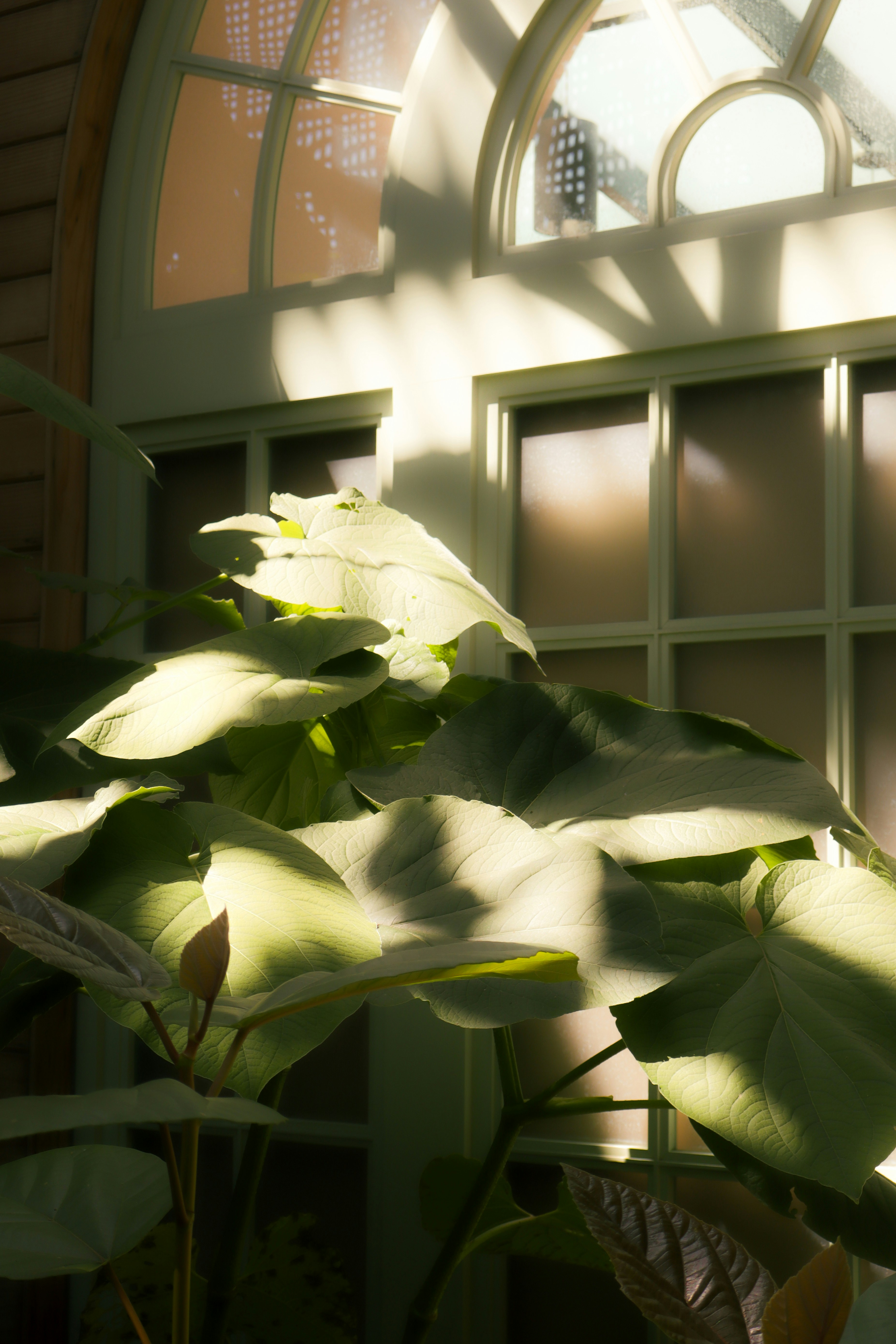 De grandes feuilles vertes devant une porte baignée de soleil.