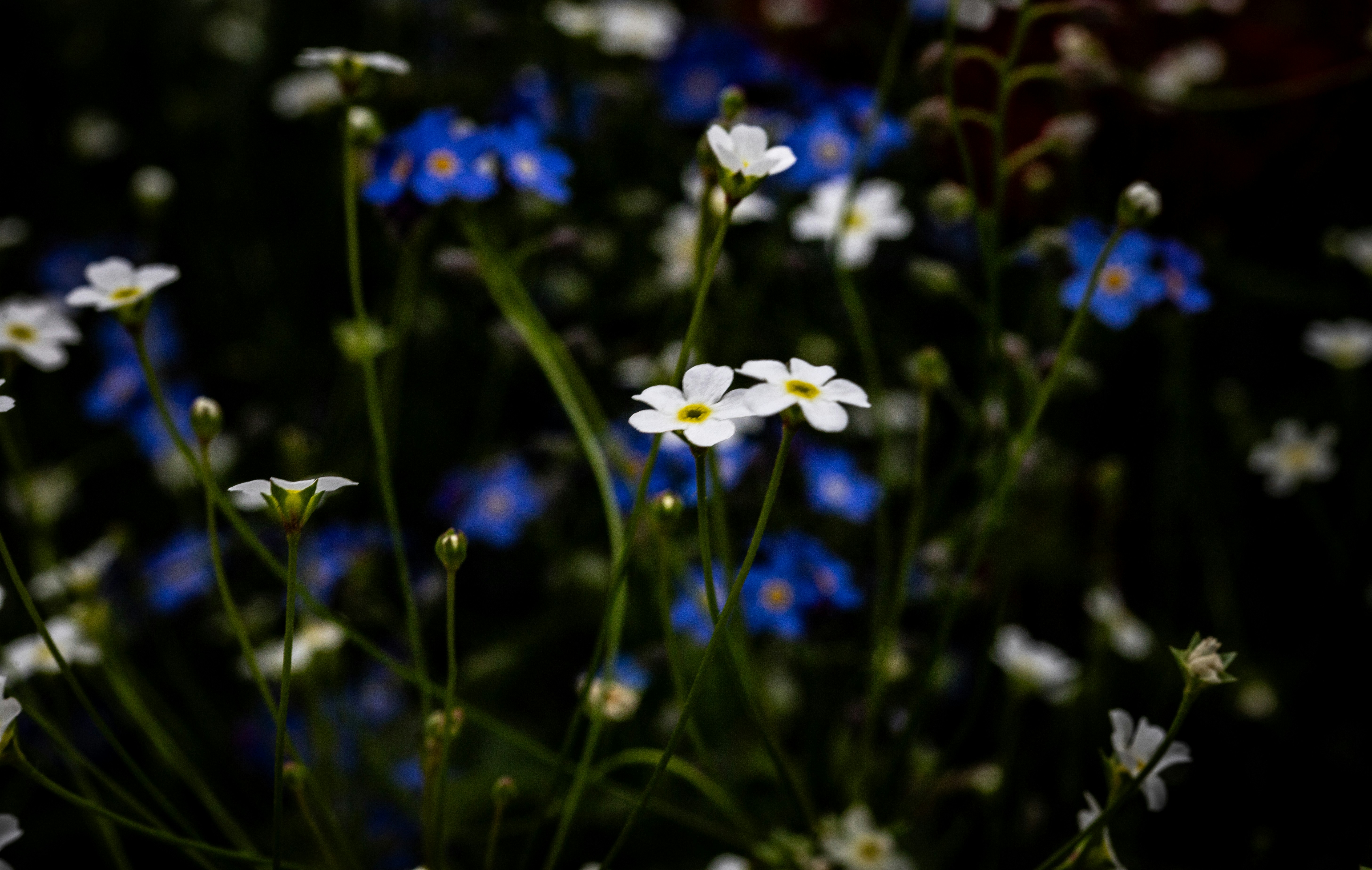 Photo by hdbernd