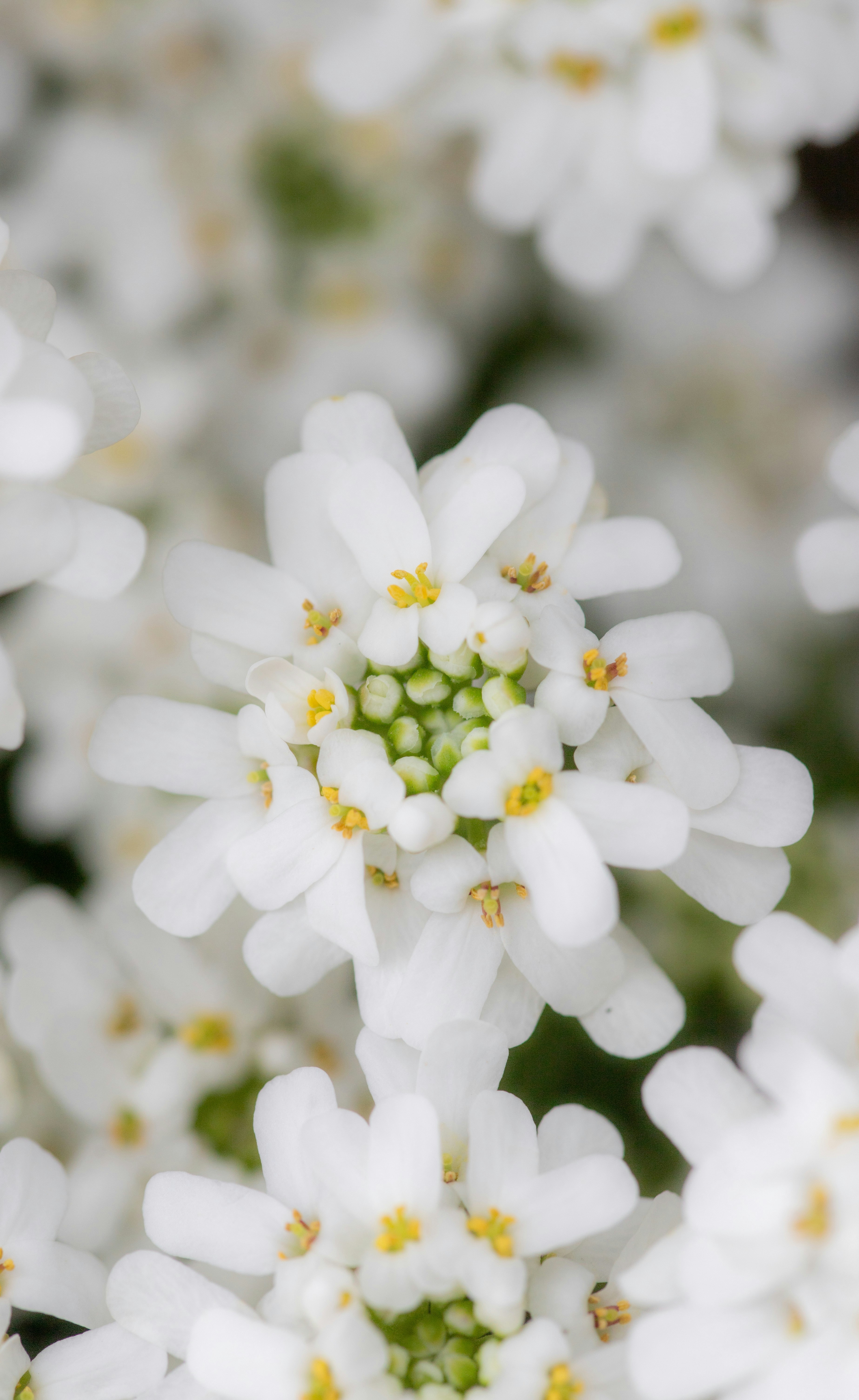 Photo by hdbernd