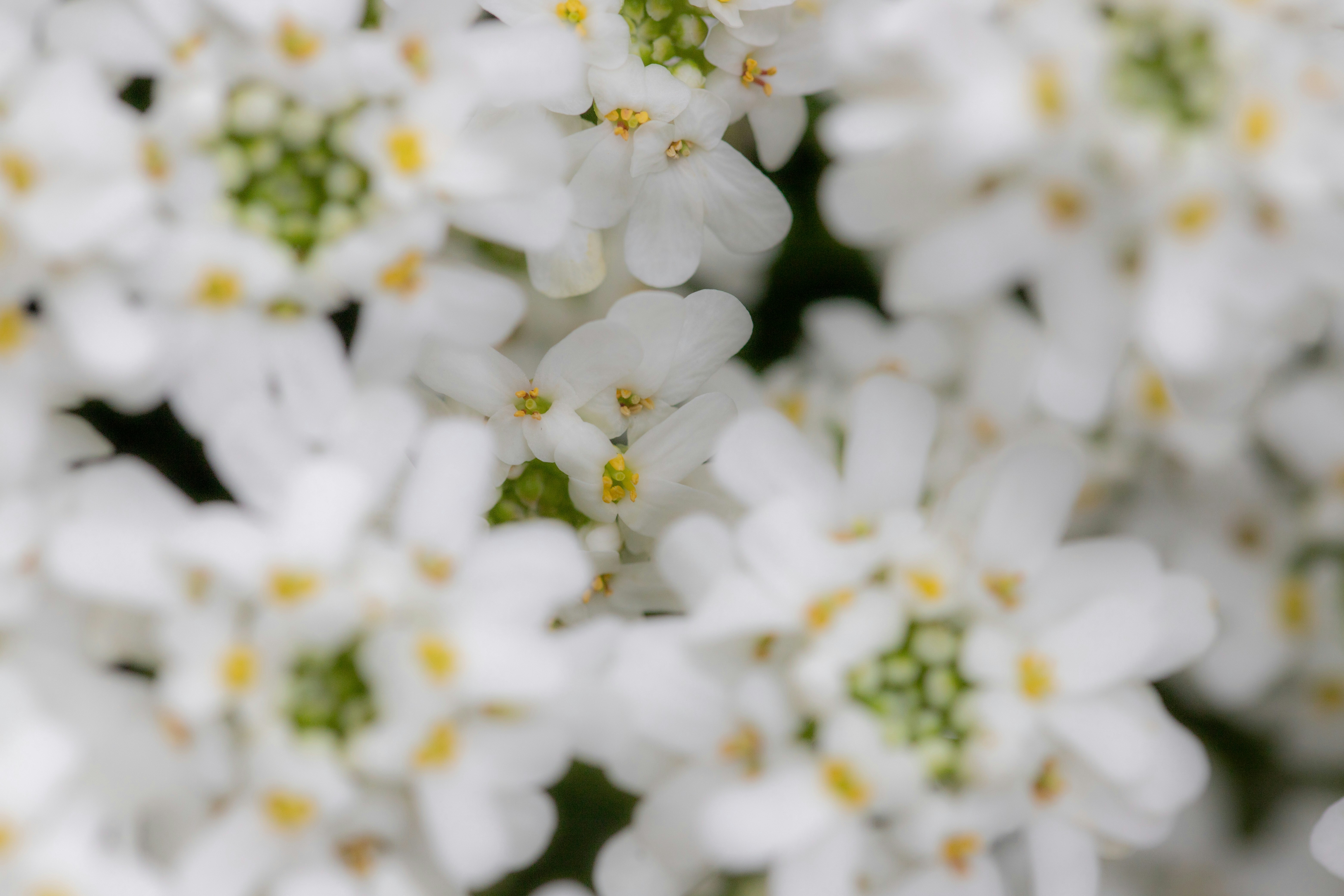 Photo by hdbernd