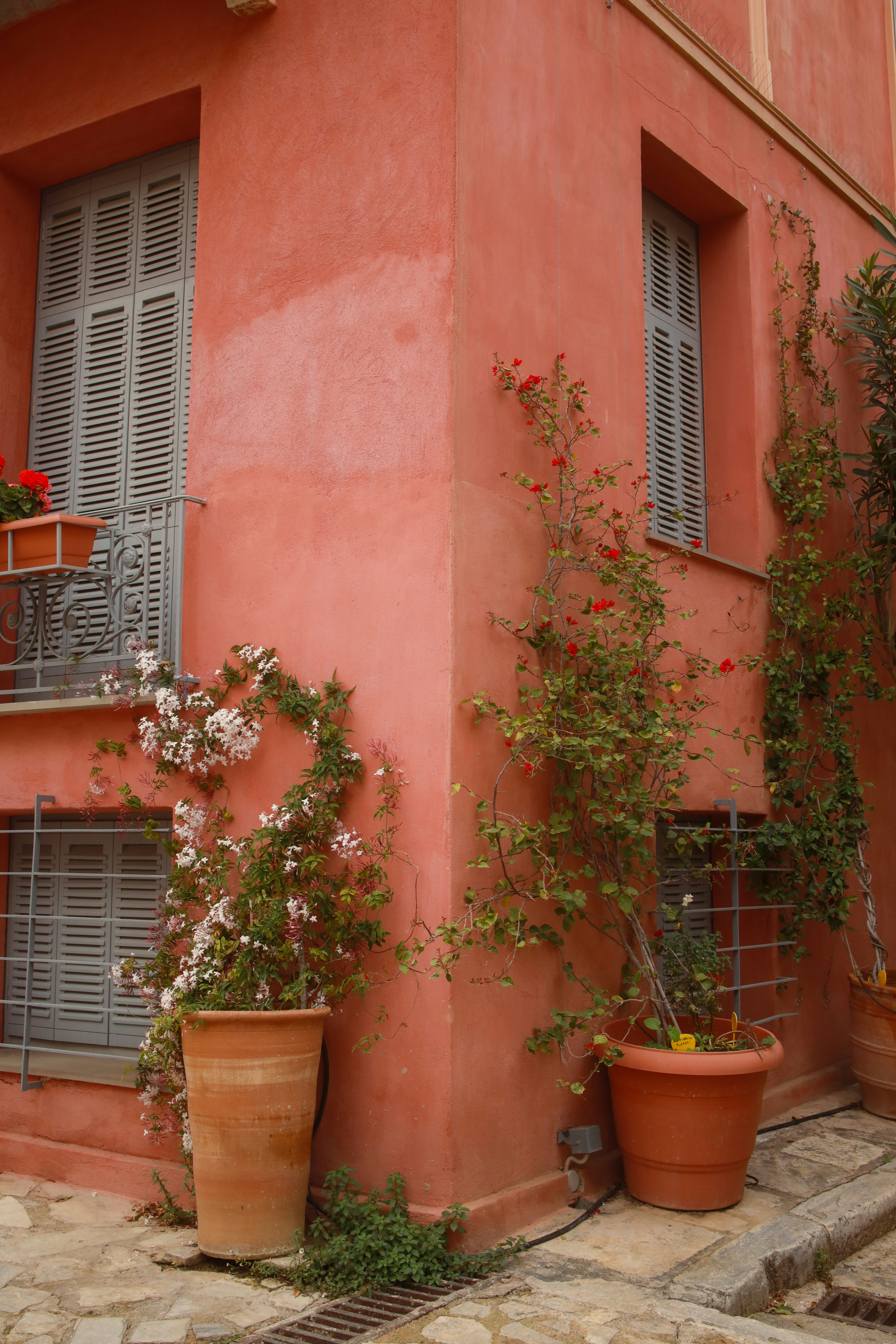 Pink building corner with potted plants and windows.