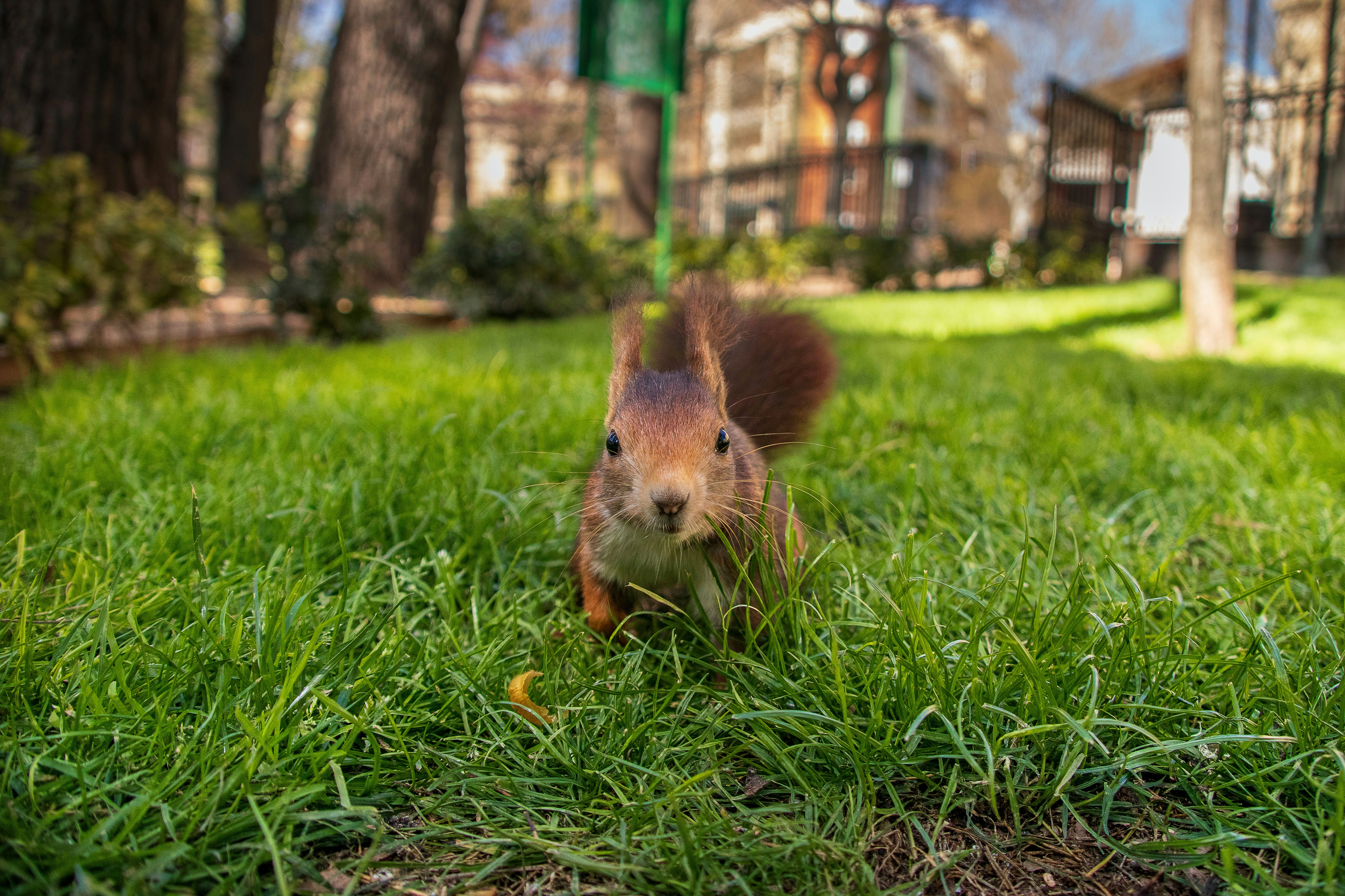 A squirrel on green grass in a park.