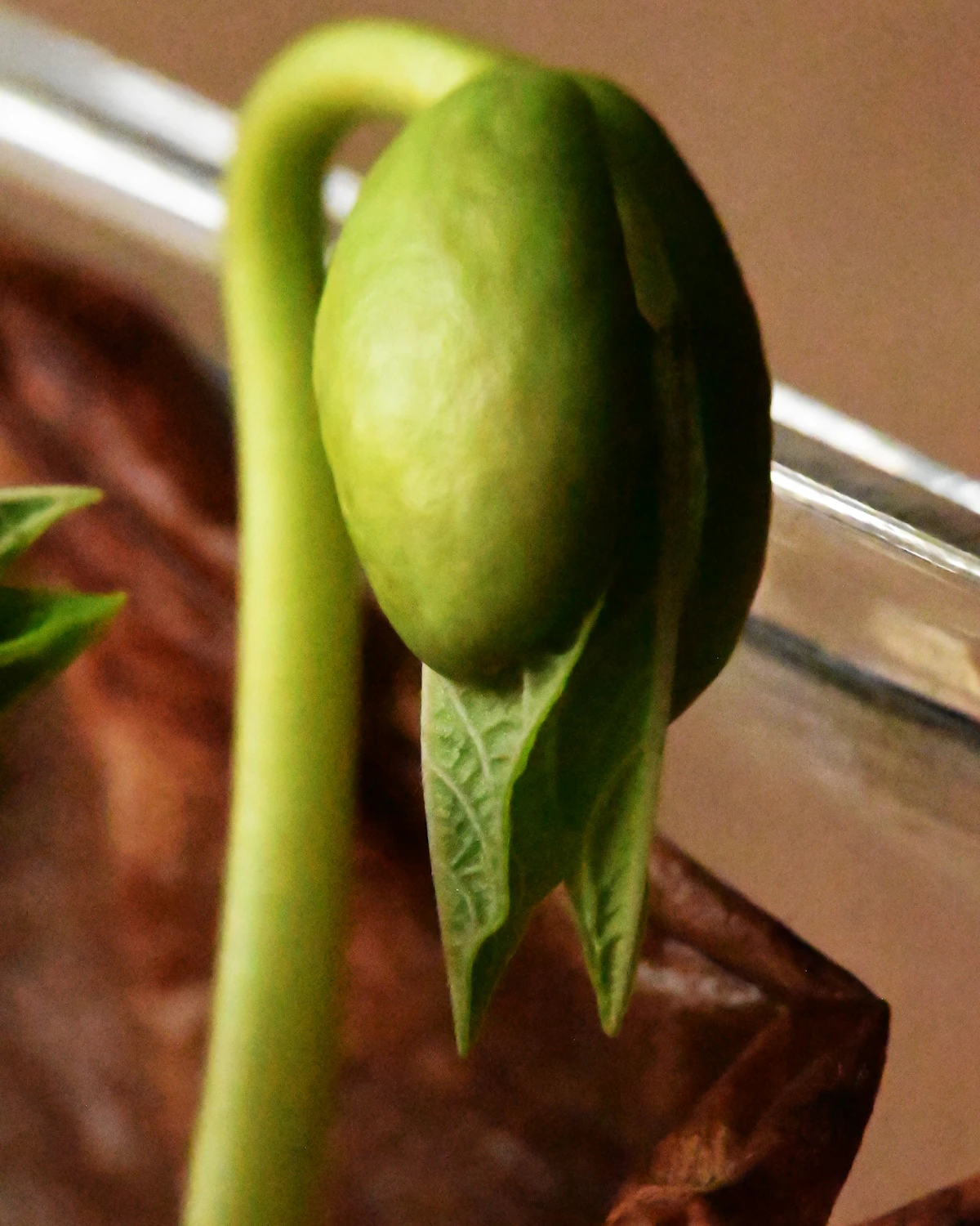 A green bean sprout emerges from soil