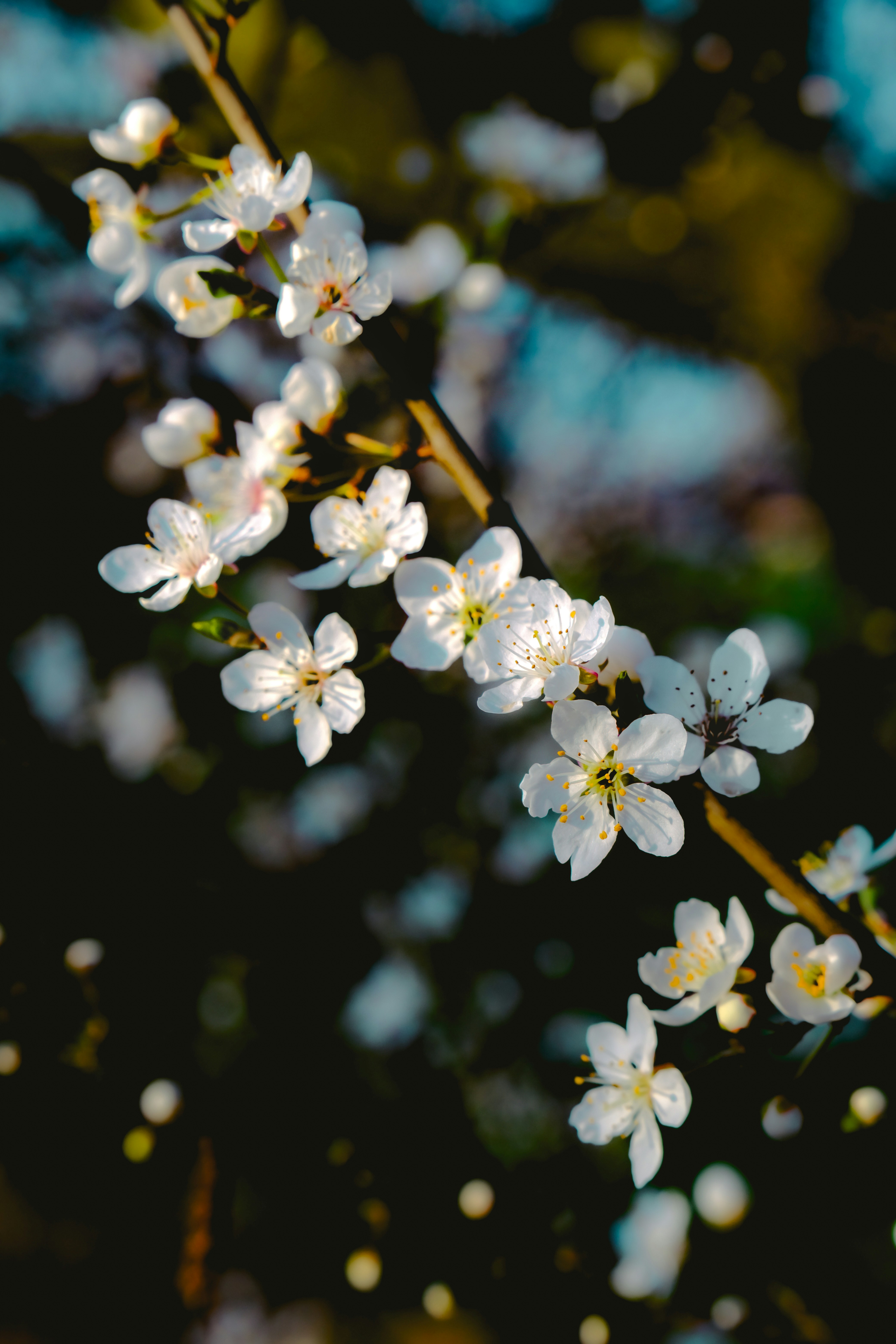 Photo by denisaficau