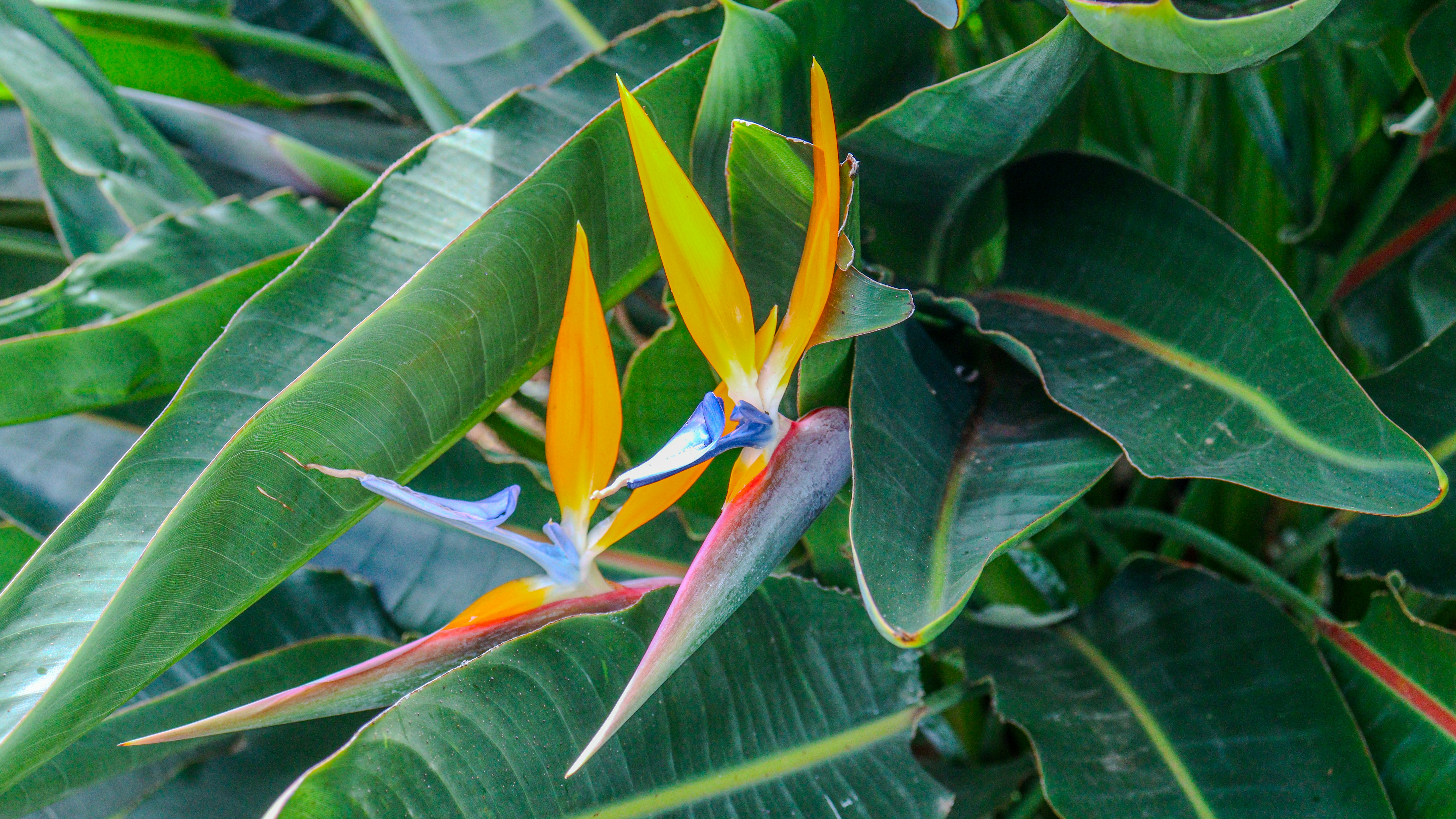Two colorful bird of paradise flowers bloom among green leaves.