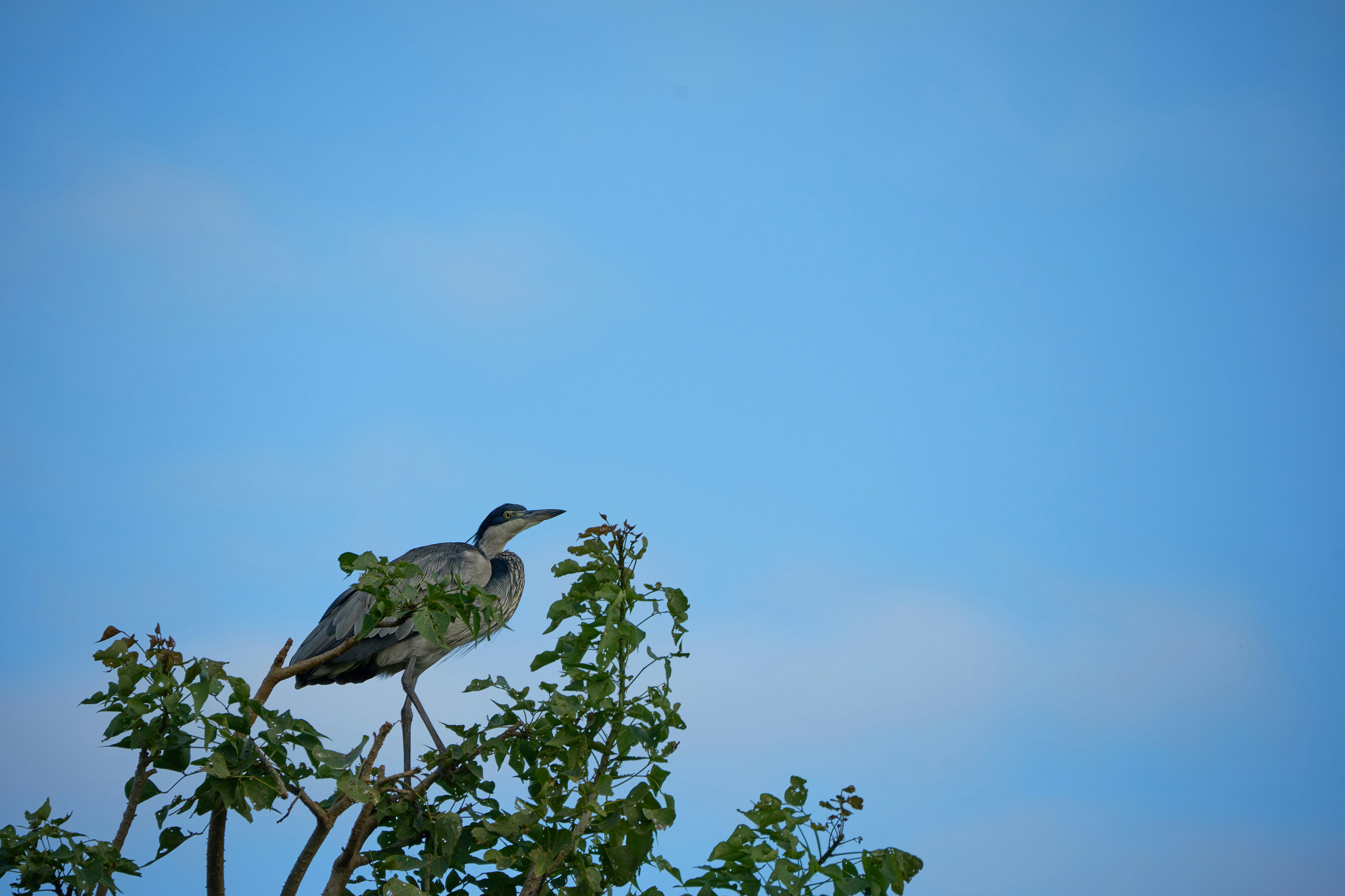 잎이 무성한 나뭇가지에 앉아 있는 왜가리