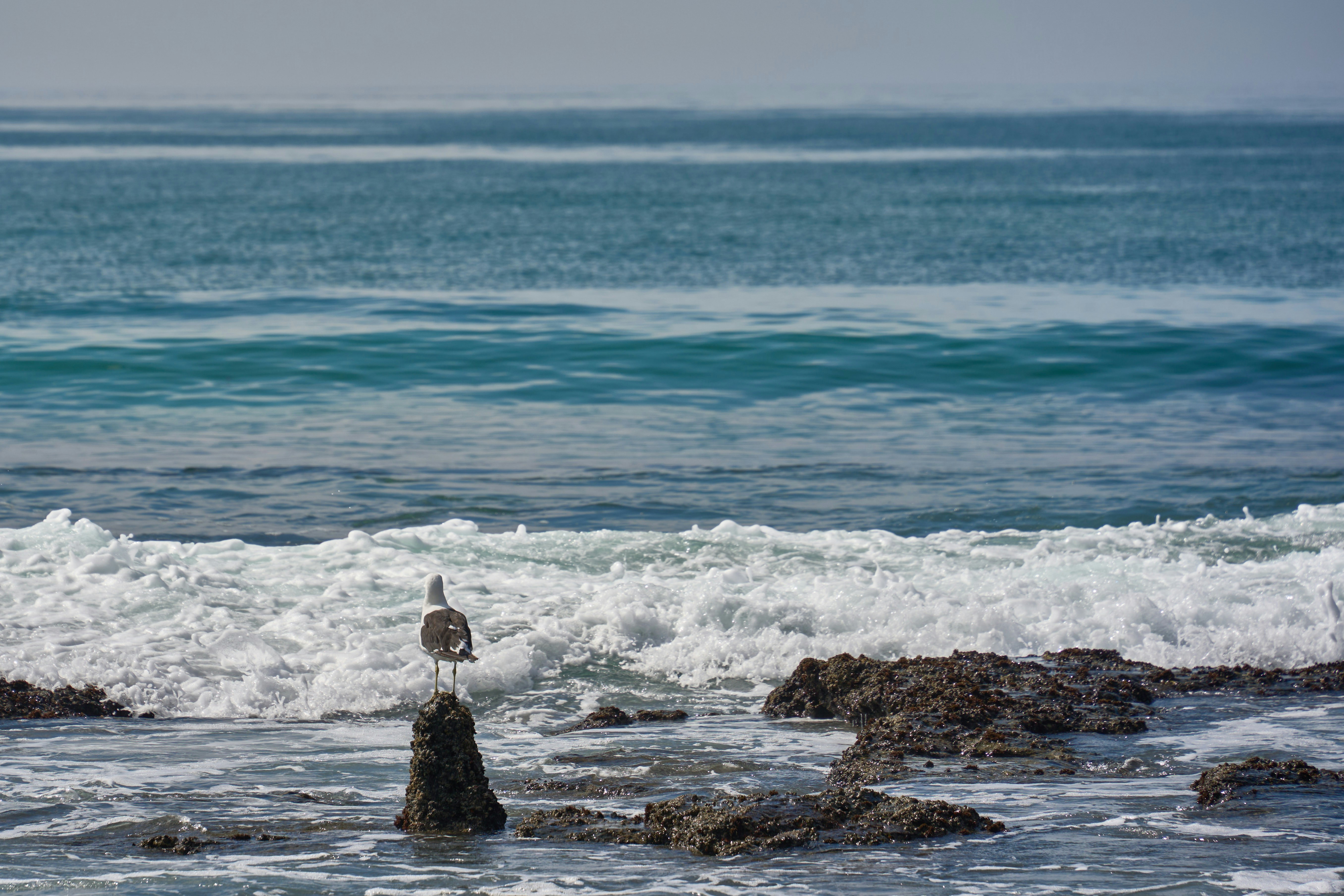 바위 위에 앉아 바닷물이 부서지는 갈매기.