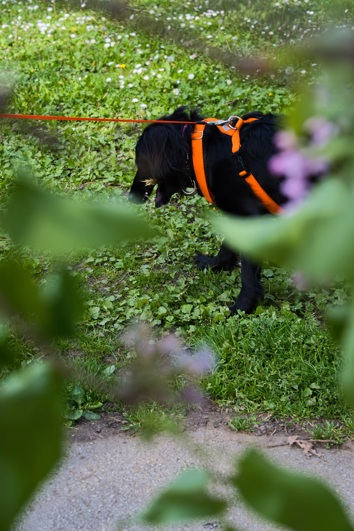 A dog wearing a fitted orange working harness stands outdoors, dressed for a true working role