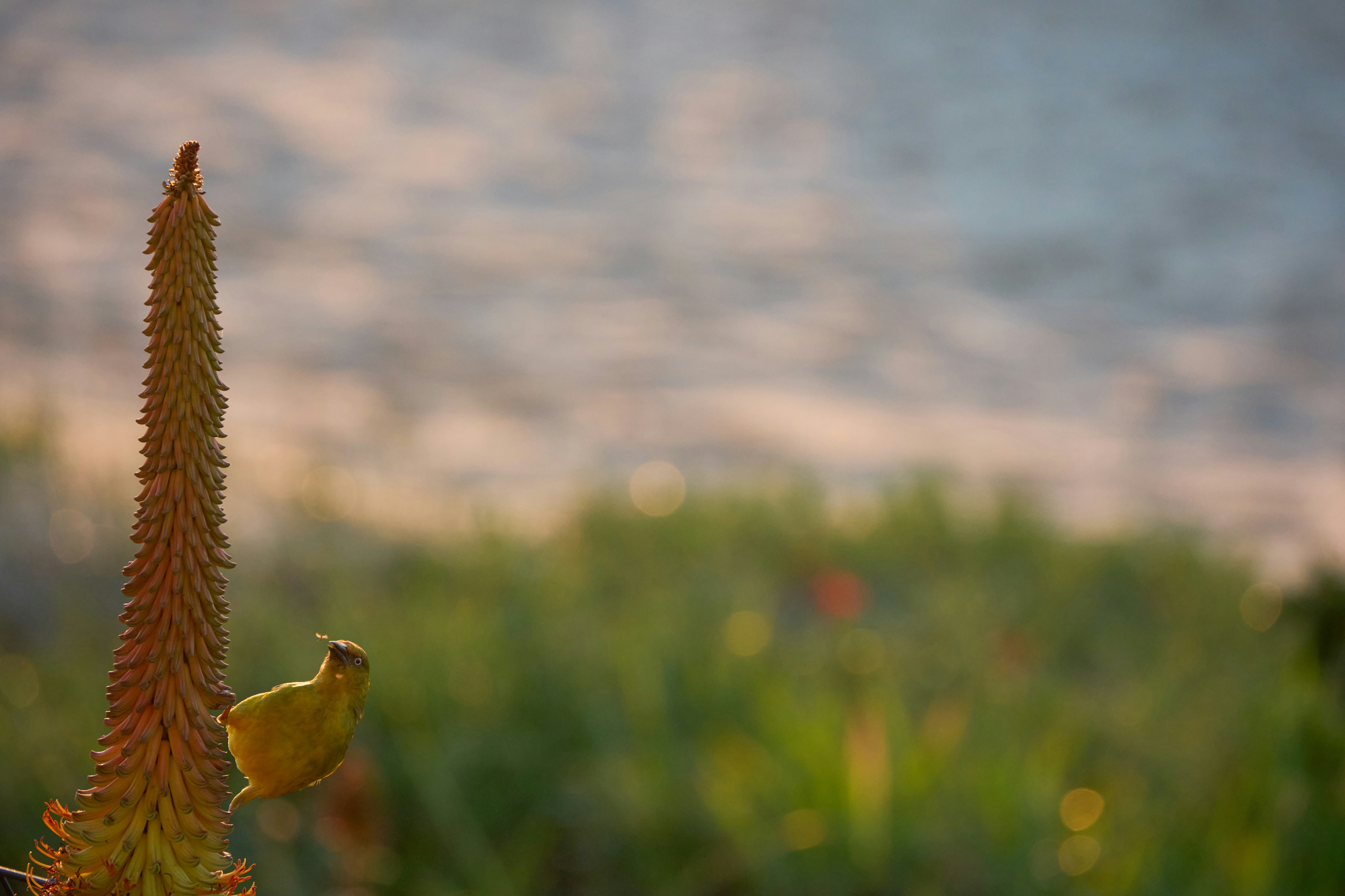 작은 노란 새가 키 큰 식물 위에 앉아 있다.