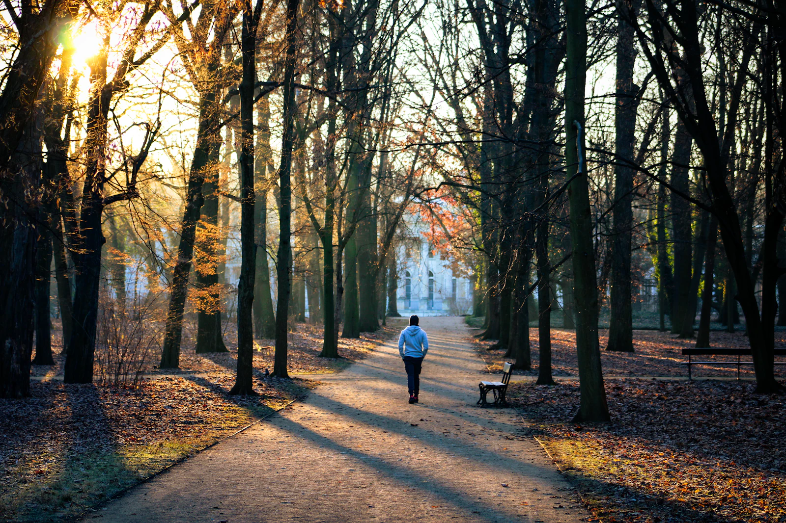 A tree lined path in a park at golden hour