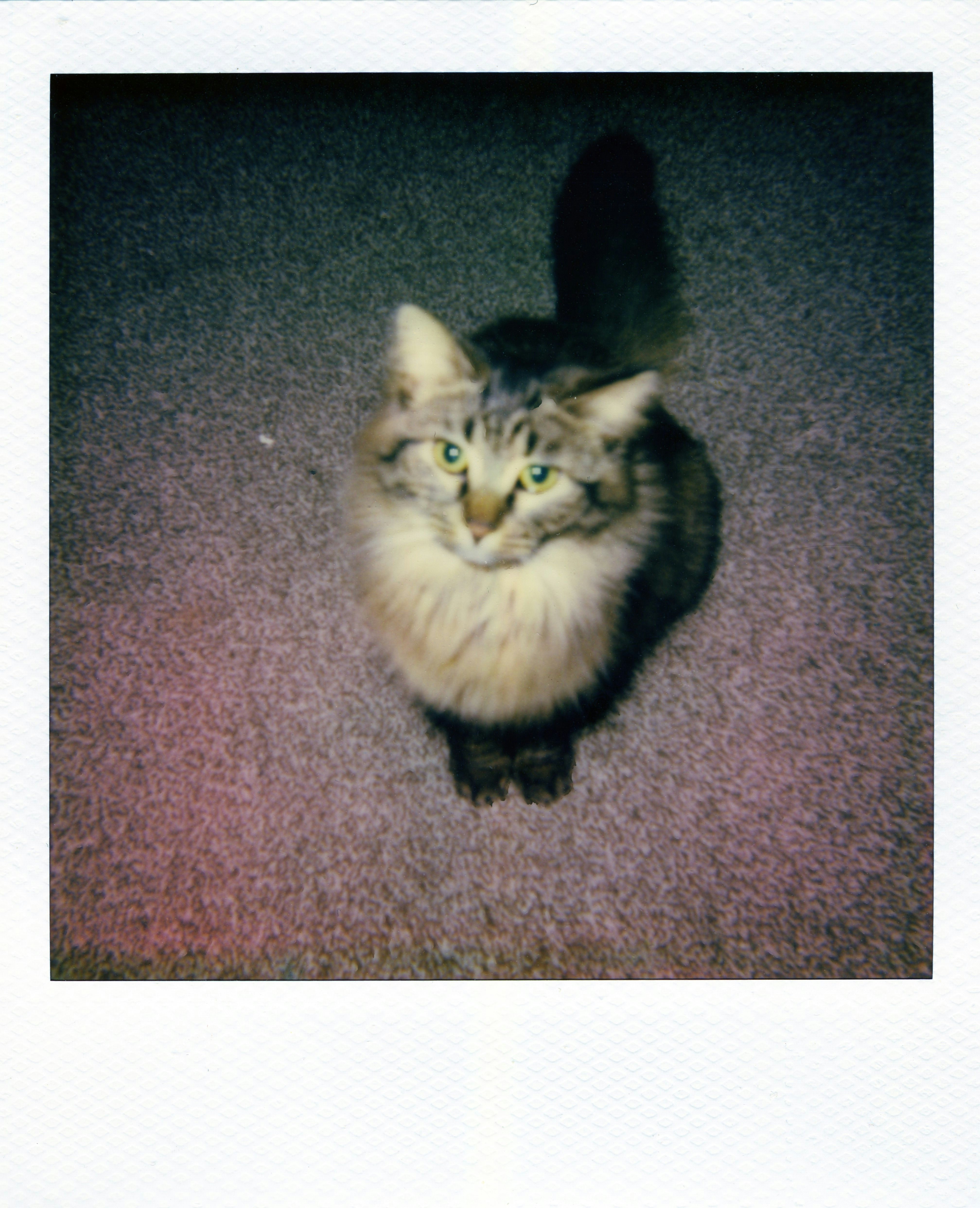A fluffy cat sits on a carpeted floor.