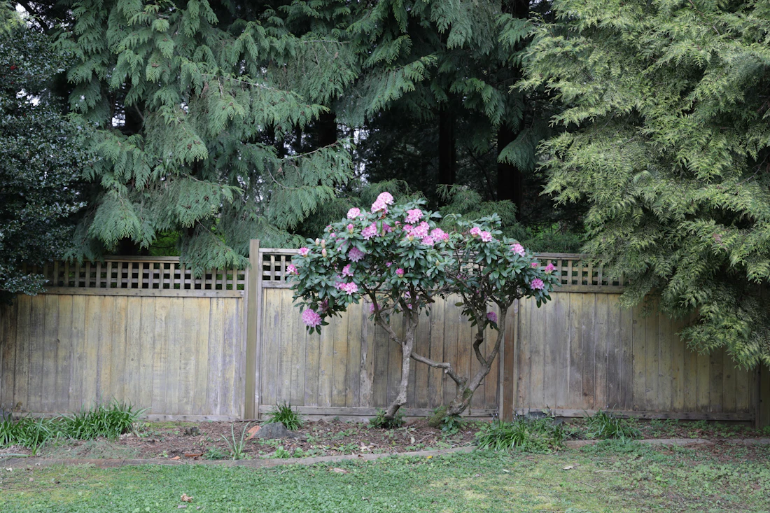 Lattice-top wood privacy fence behind a flowering shrub