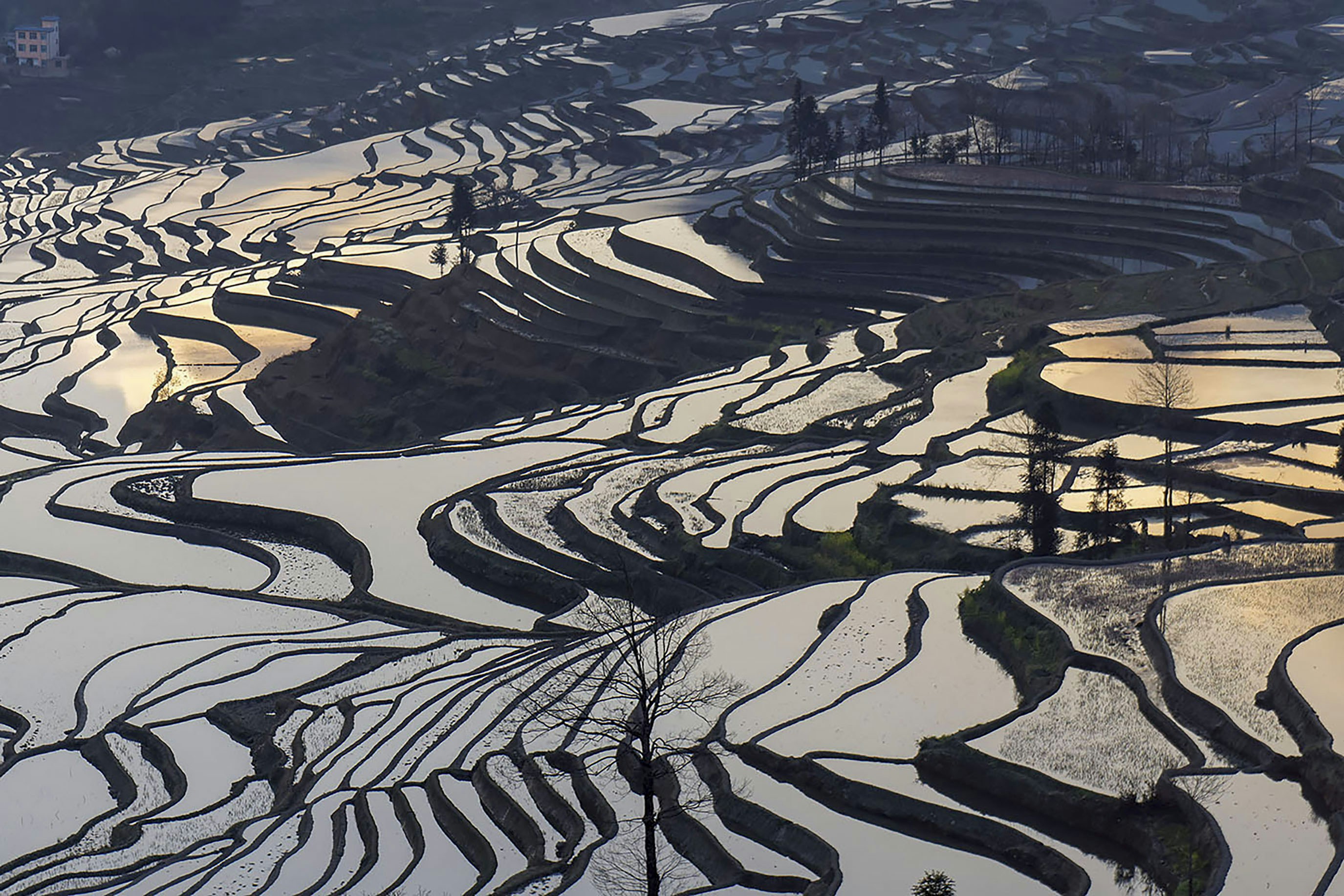 Terraced rice fields reflecting the sky at sunrise. photo – Free ...