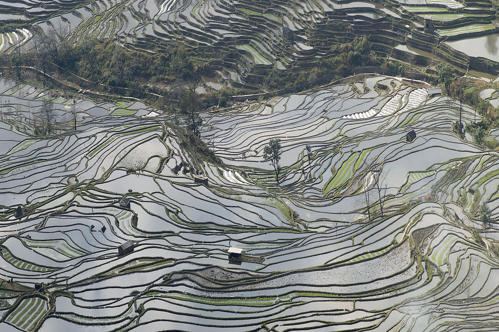 Terraced rice fields in Yunnan
