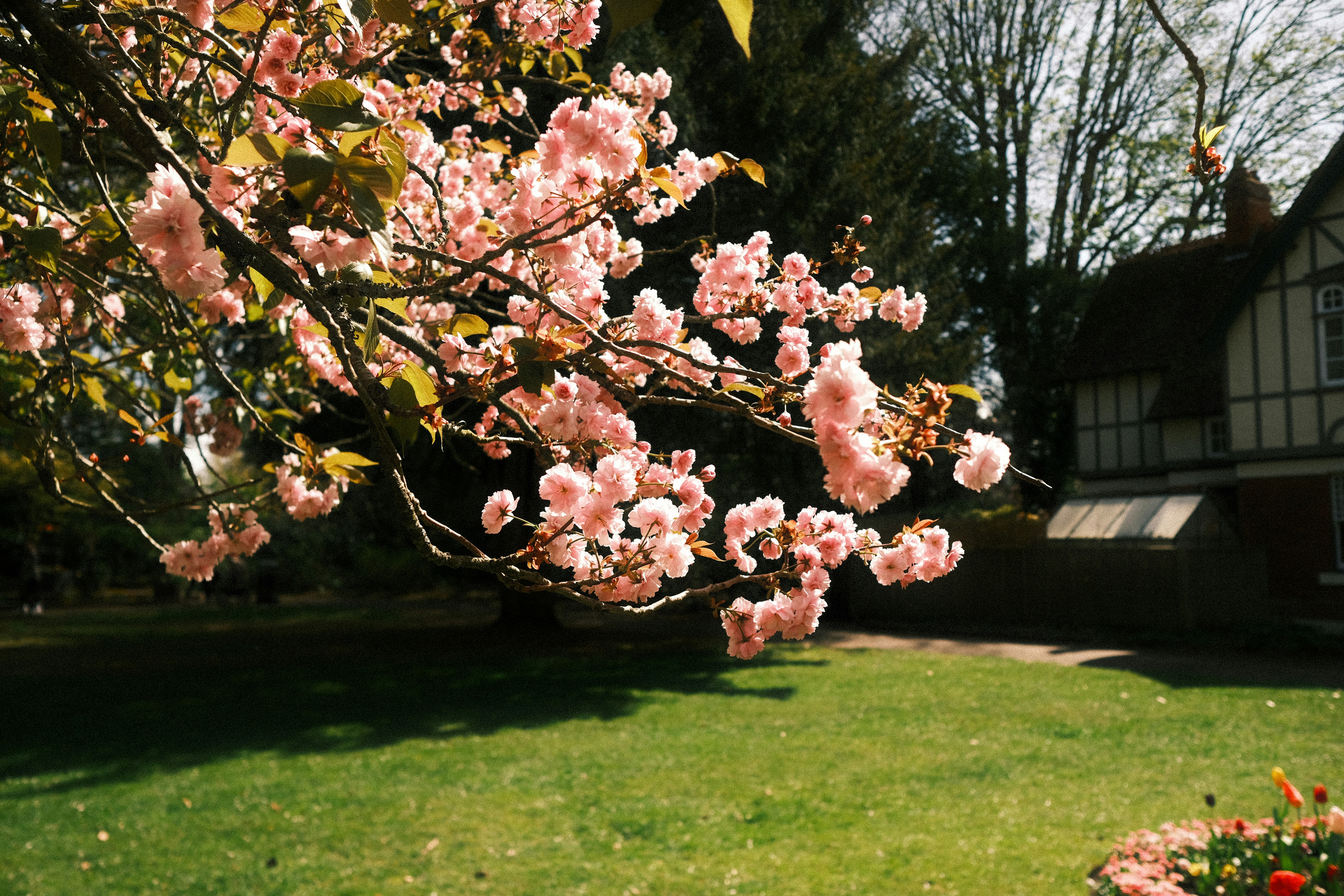 Pink cherry blossoms bloom in a sunny garden.