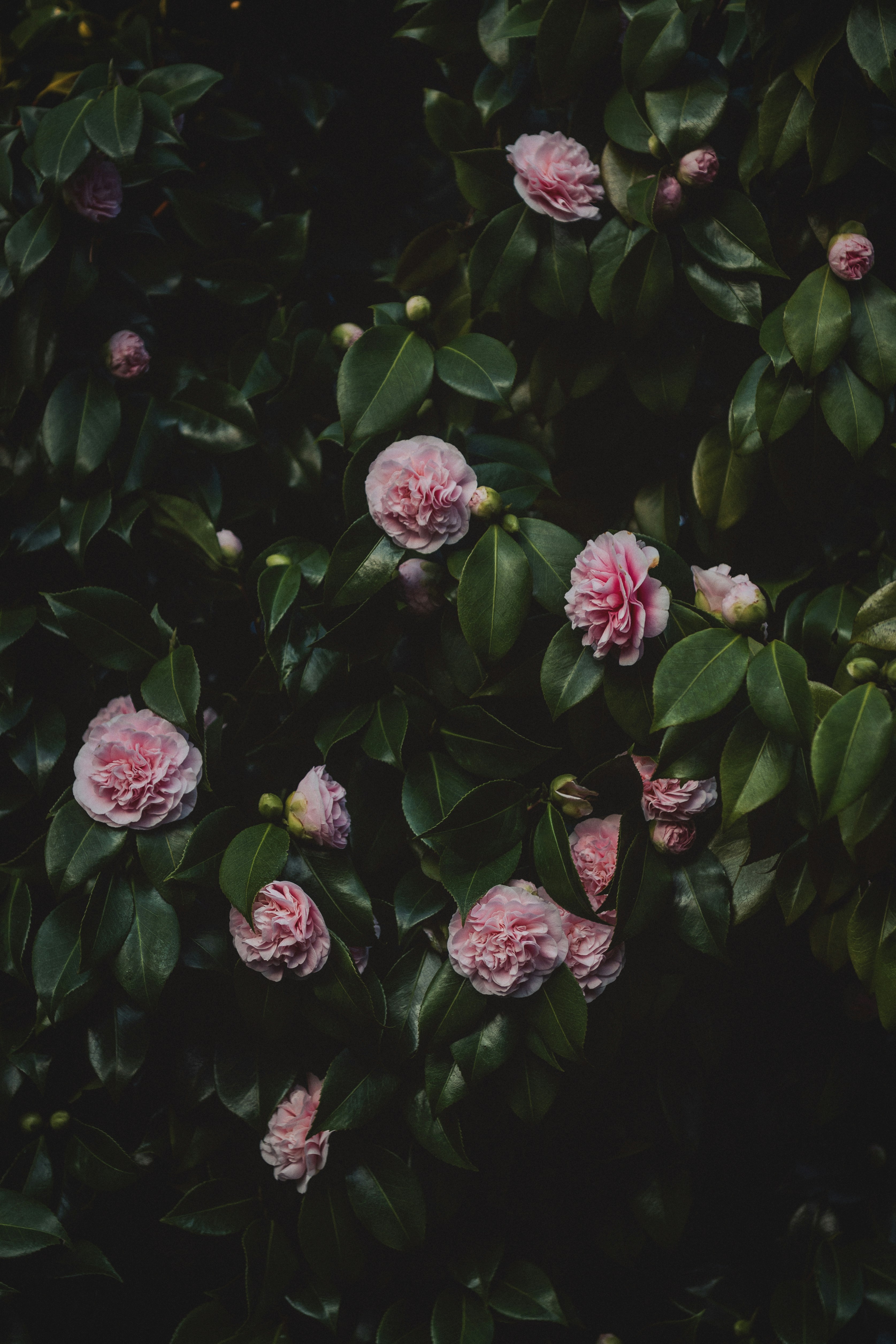 섬세한 분홍색 동백꽃이 짙은 녹색 덤불에 피어 있습니다.