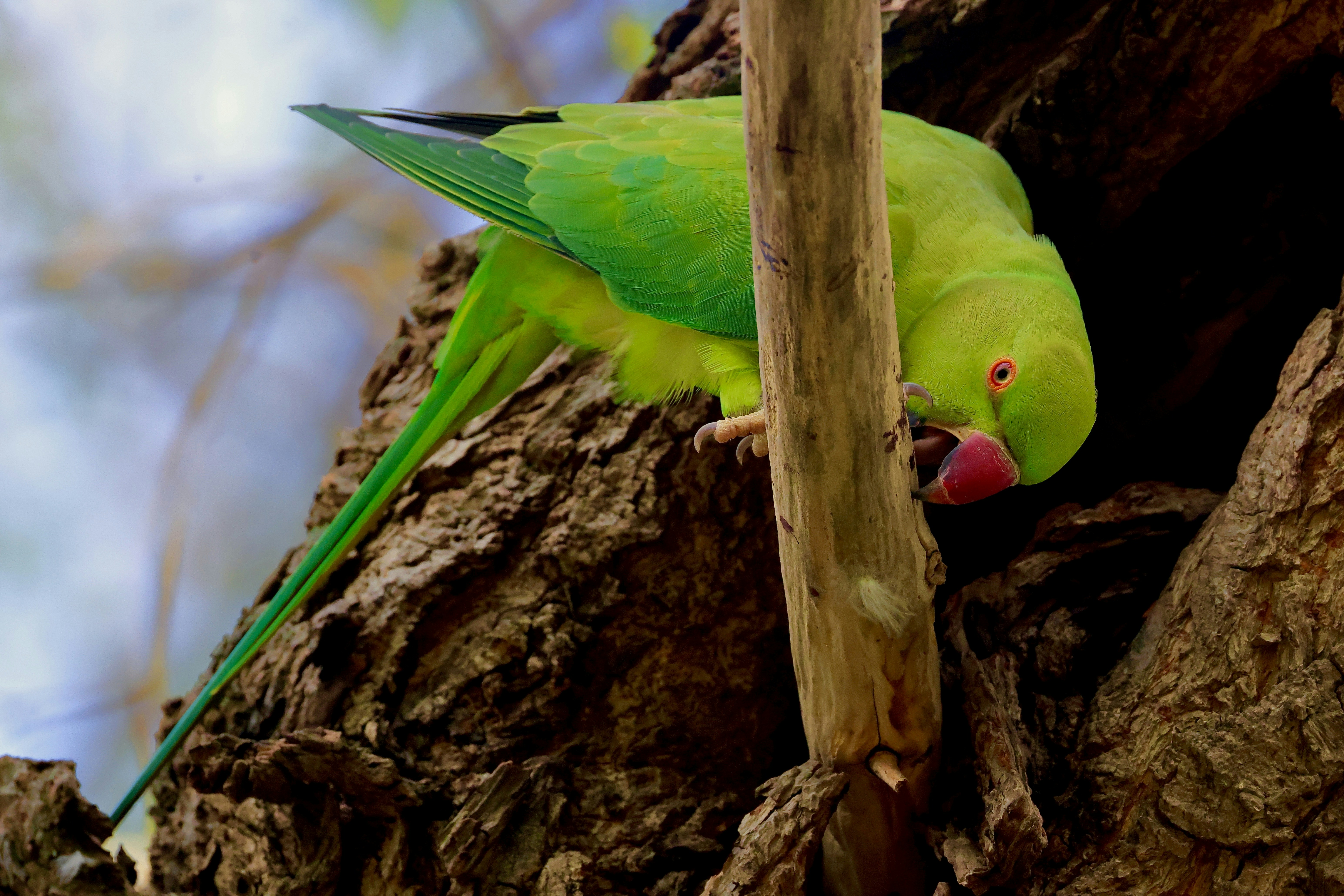A bright green parrot perched on a tree branch.