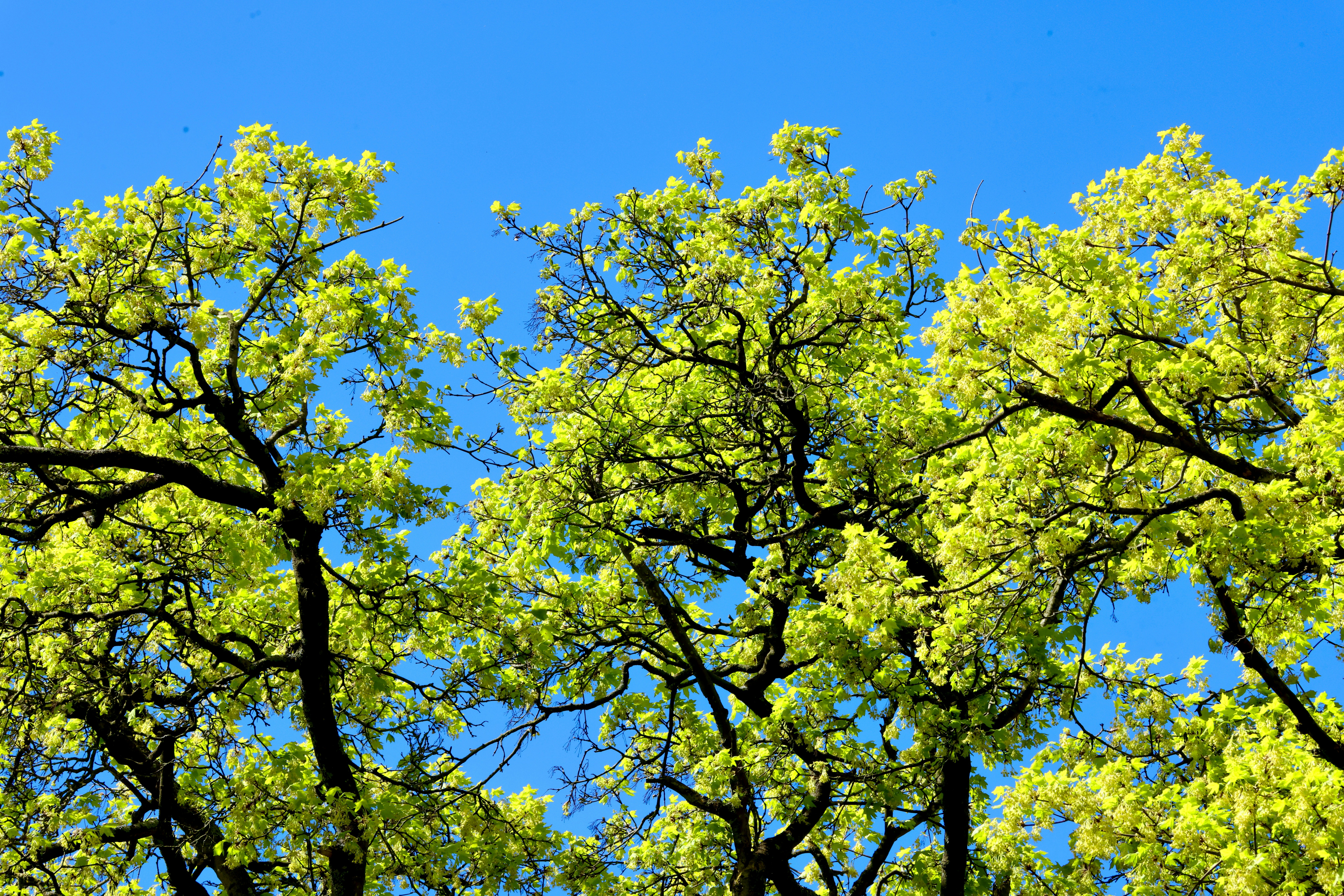 Green leaves on trees against a bright blue sky