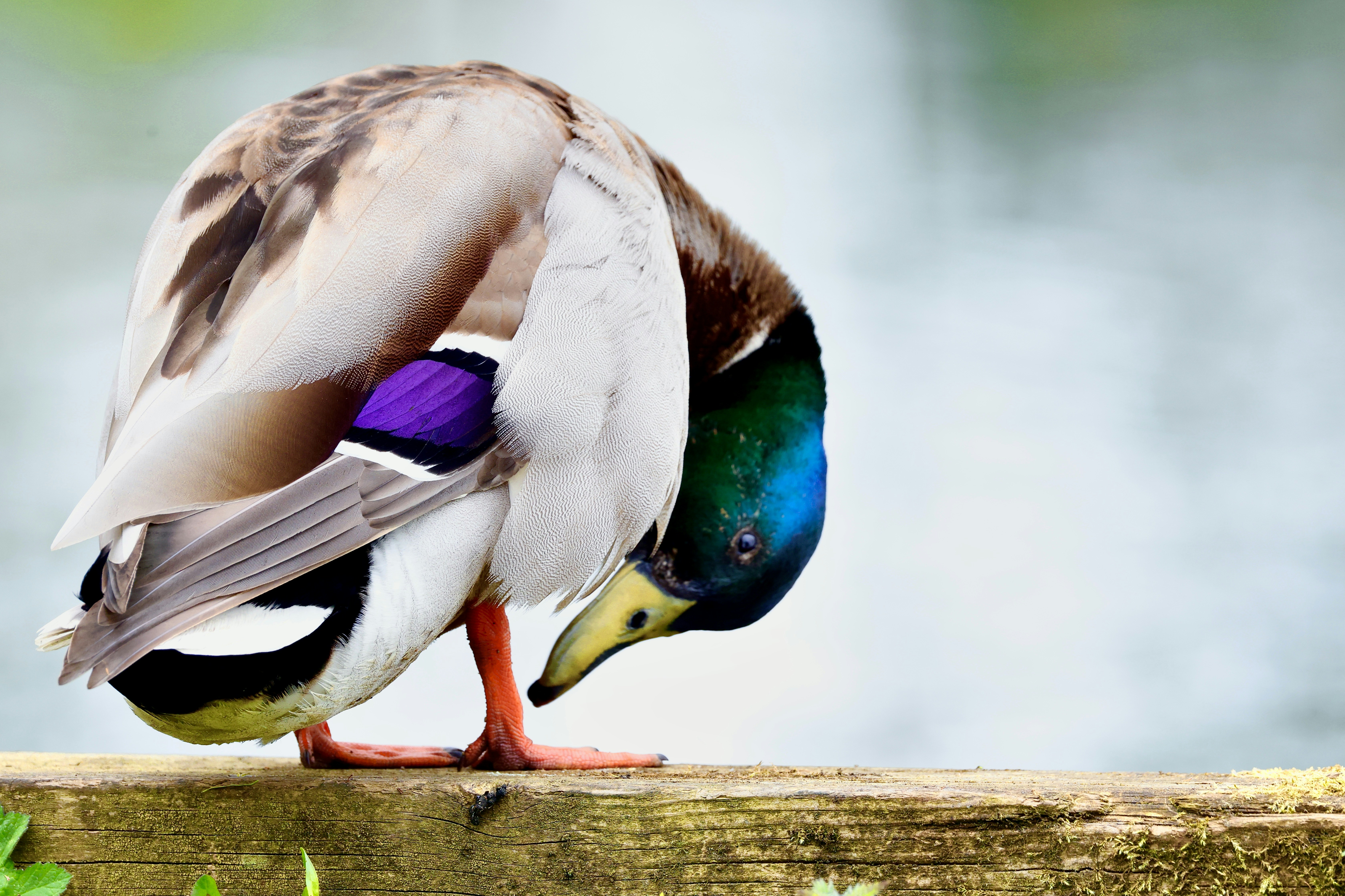 A mallard duck preening its feathers by the water