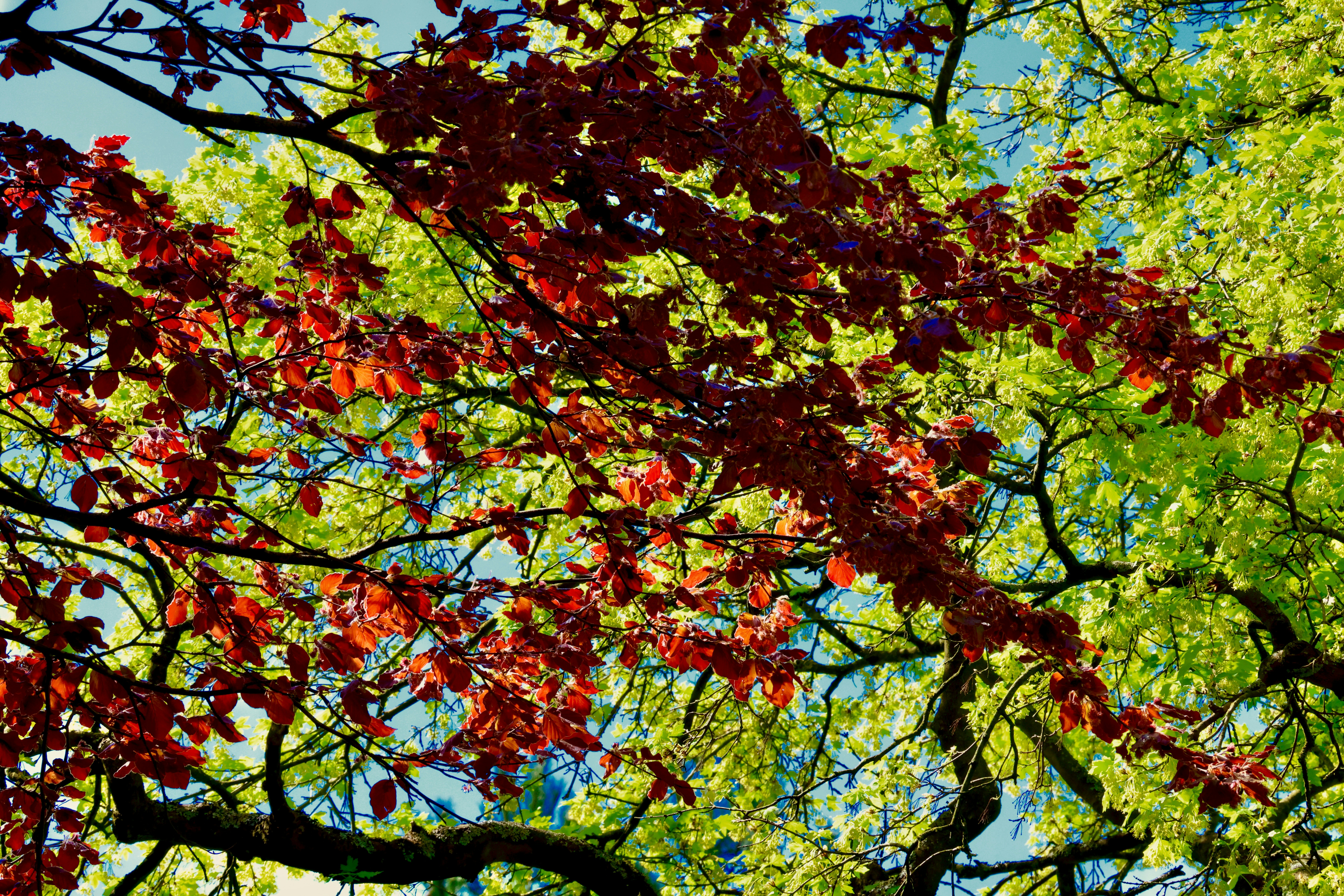 Red and green leaves on tree branches against sky