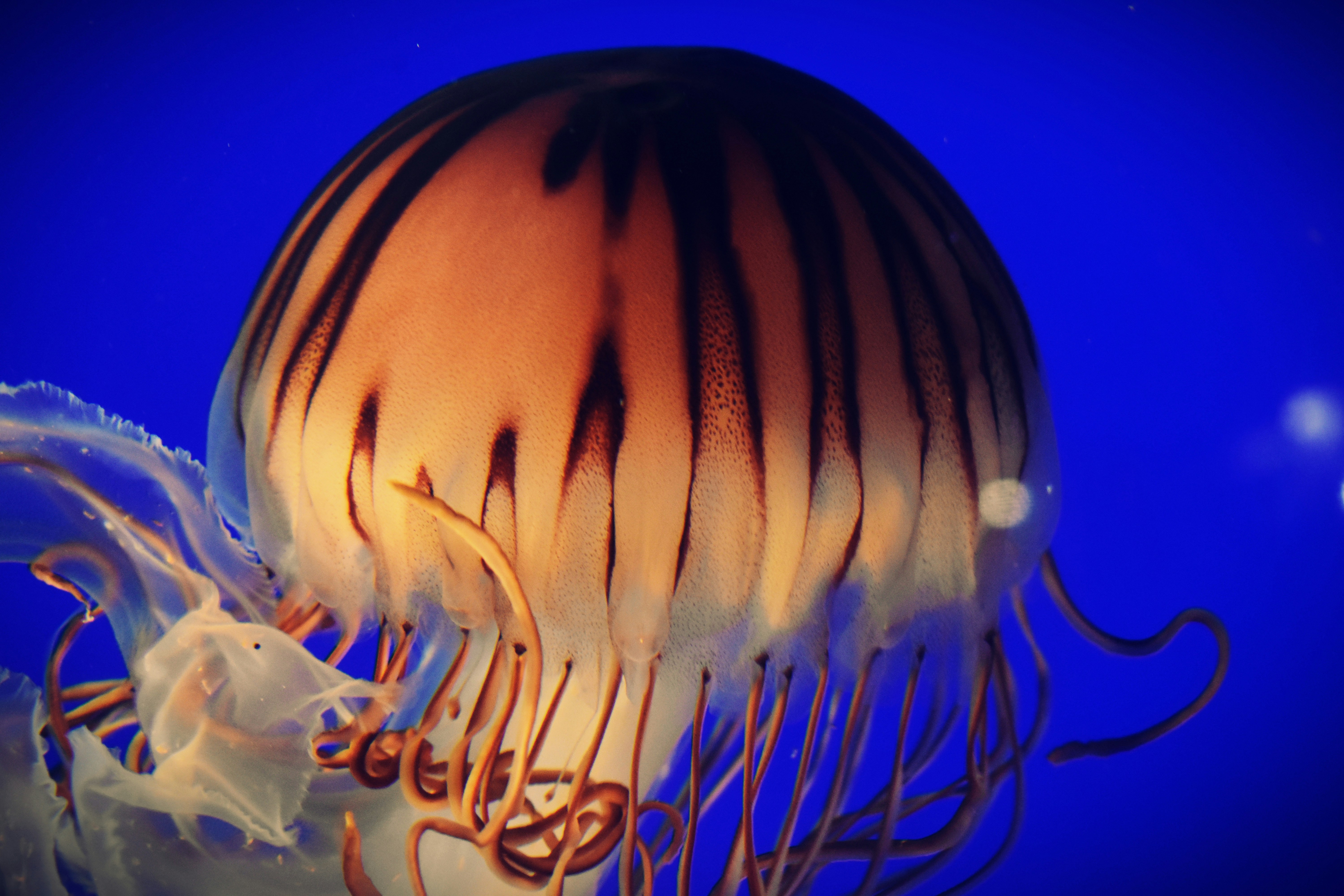 어두운 줄무늬가 있는 빛나는 해파리가 푸른 물 위에 떠 있다.