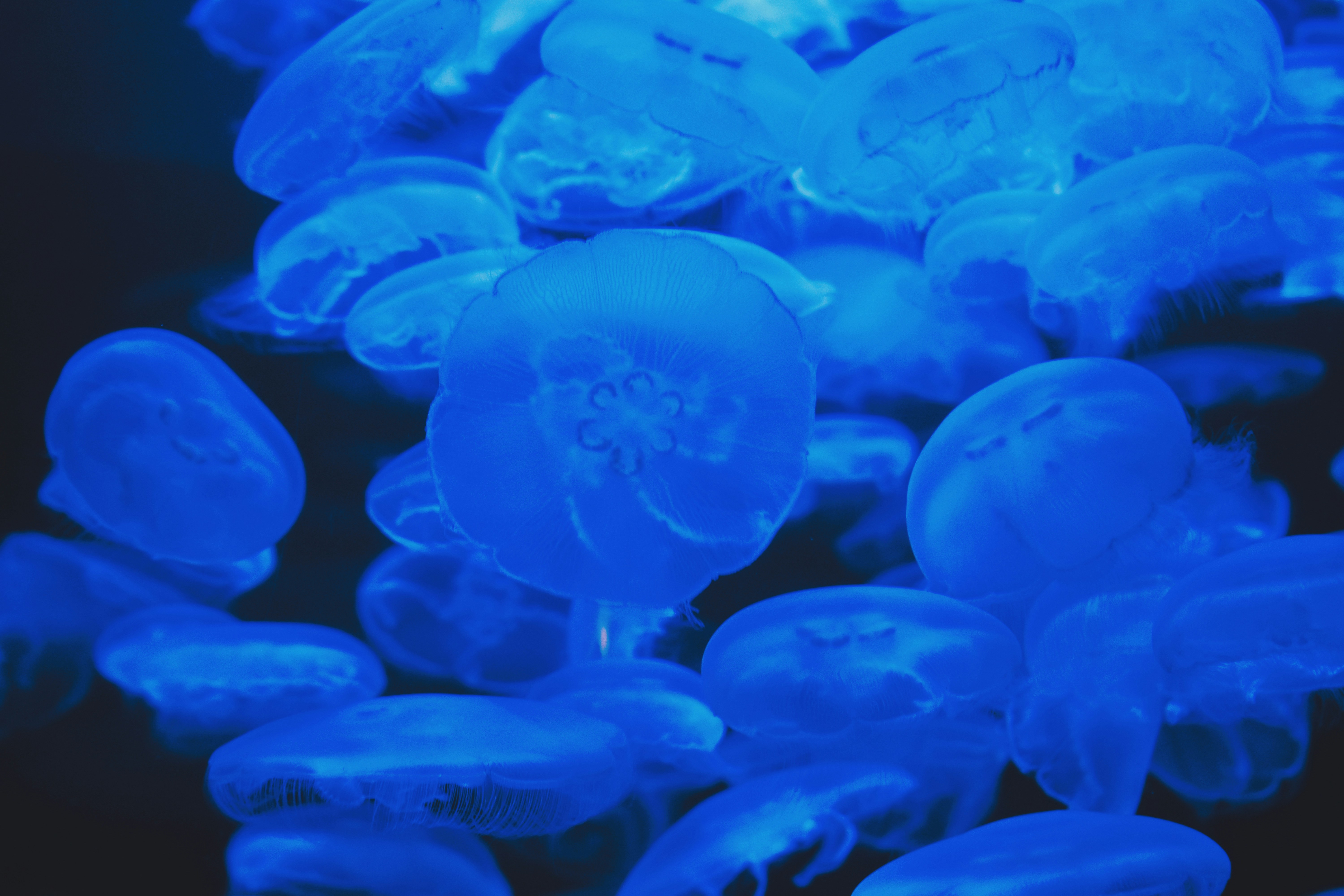 빛나는 파란 해파리 무리가 어둠 속을 떠다닌다.