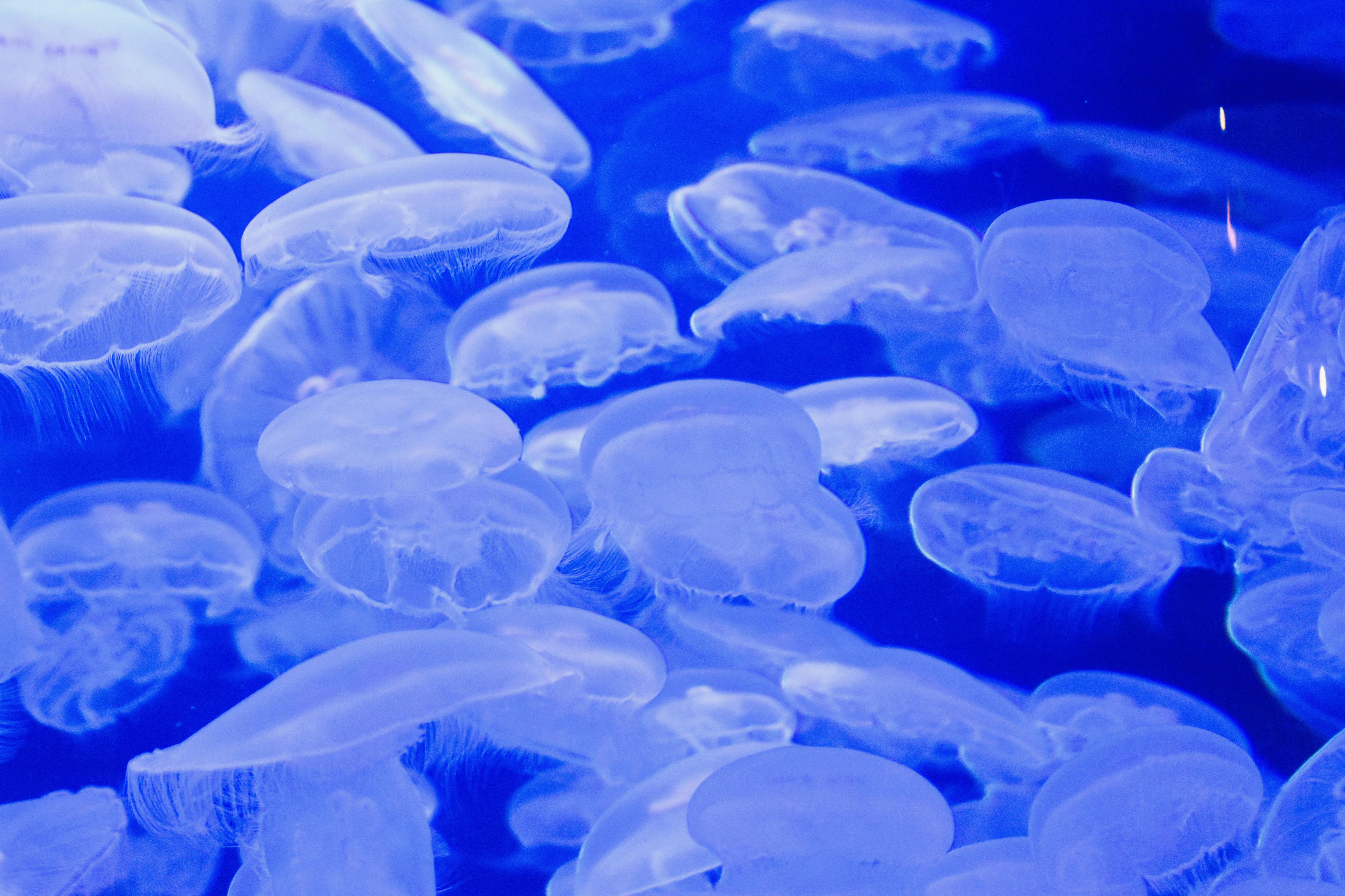 푸른 물에 떠 있는 반투명한 해파리 무리.