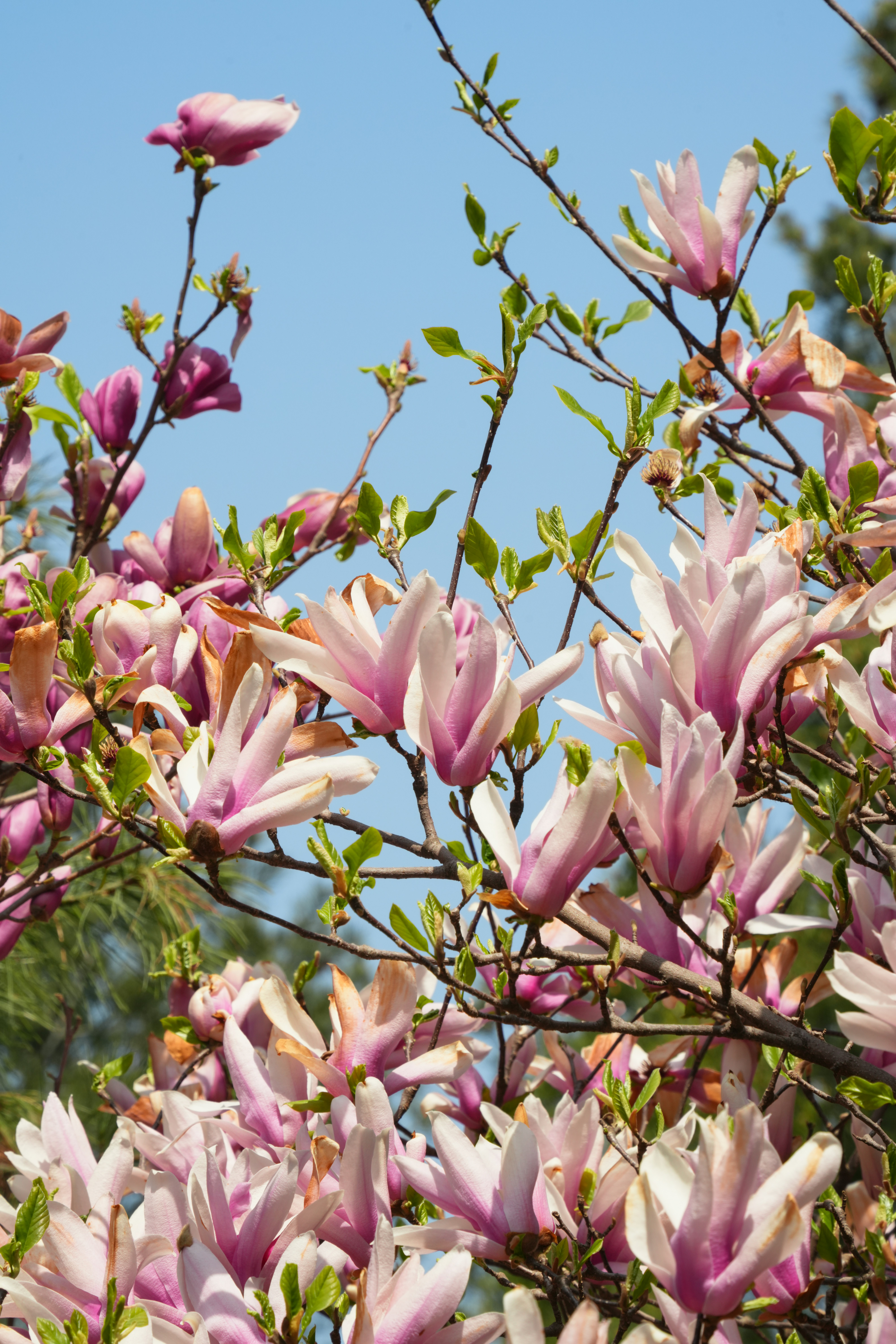Flores de magnolia rosas florecen contra un cielo azul claro.