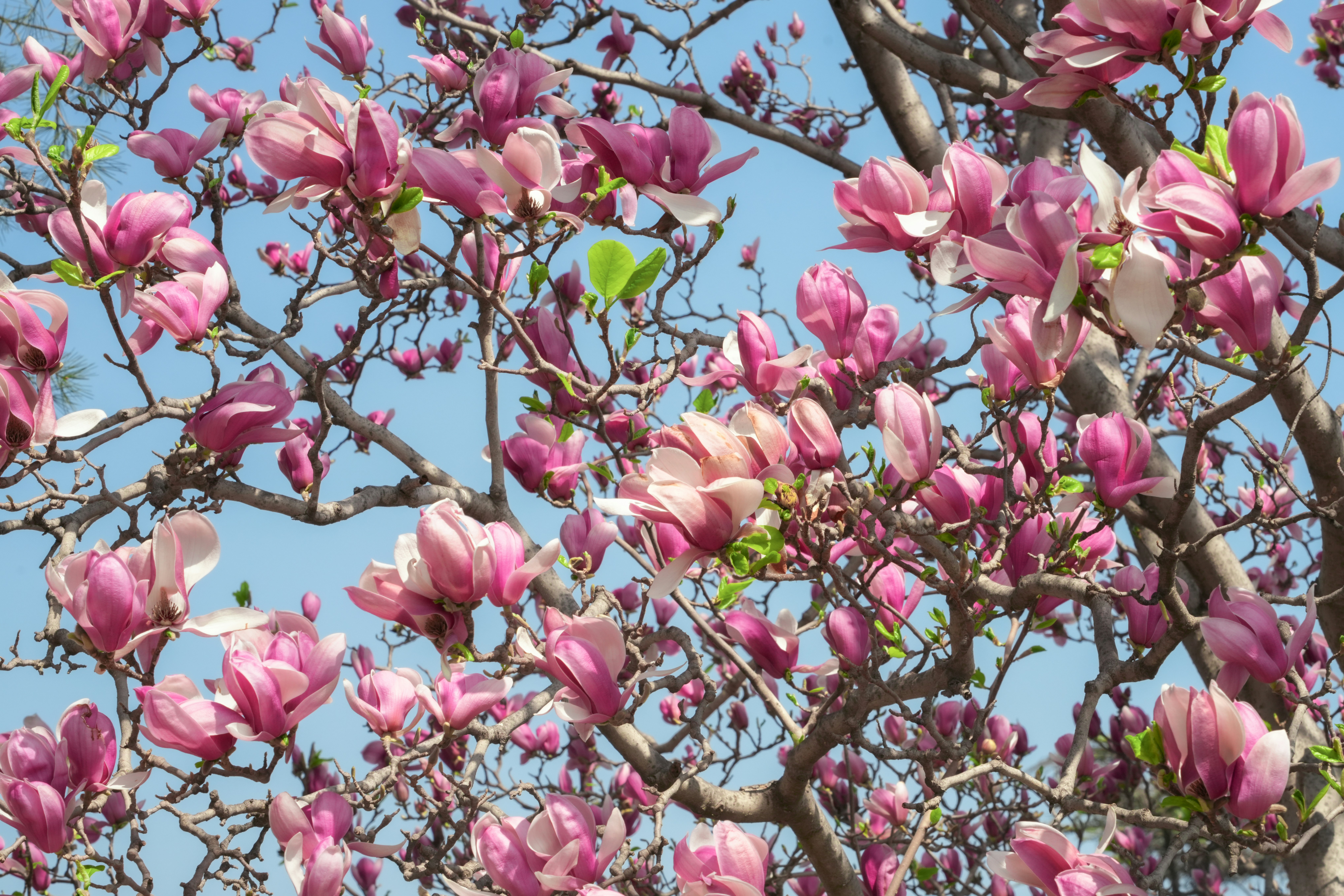 Una magnolia rosa florece contra un cielo azul claro.