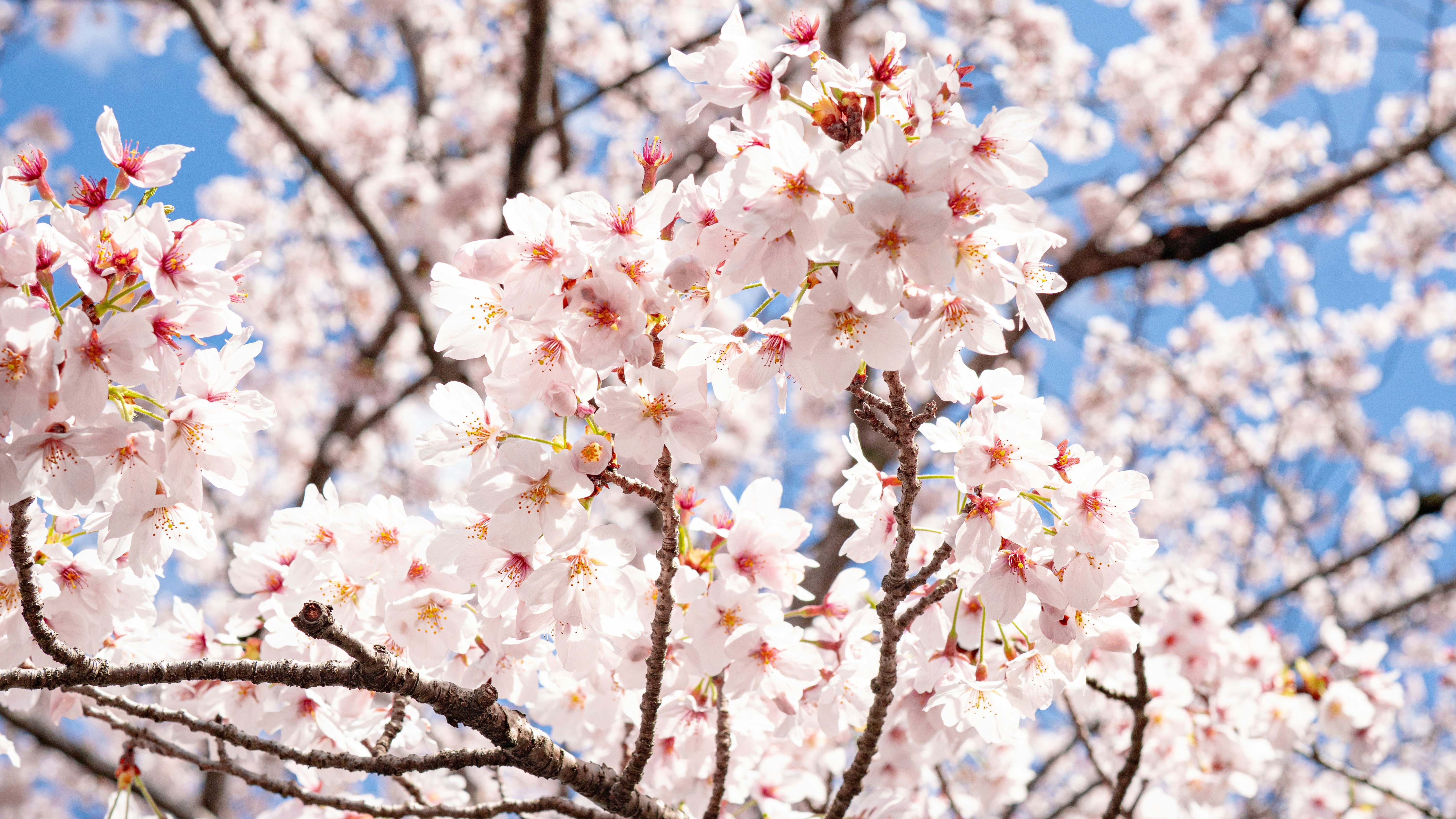 青空を背景に繊細なピンクの桜のクローズアップ