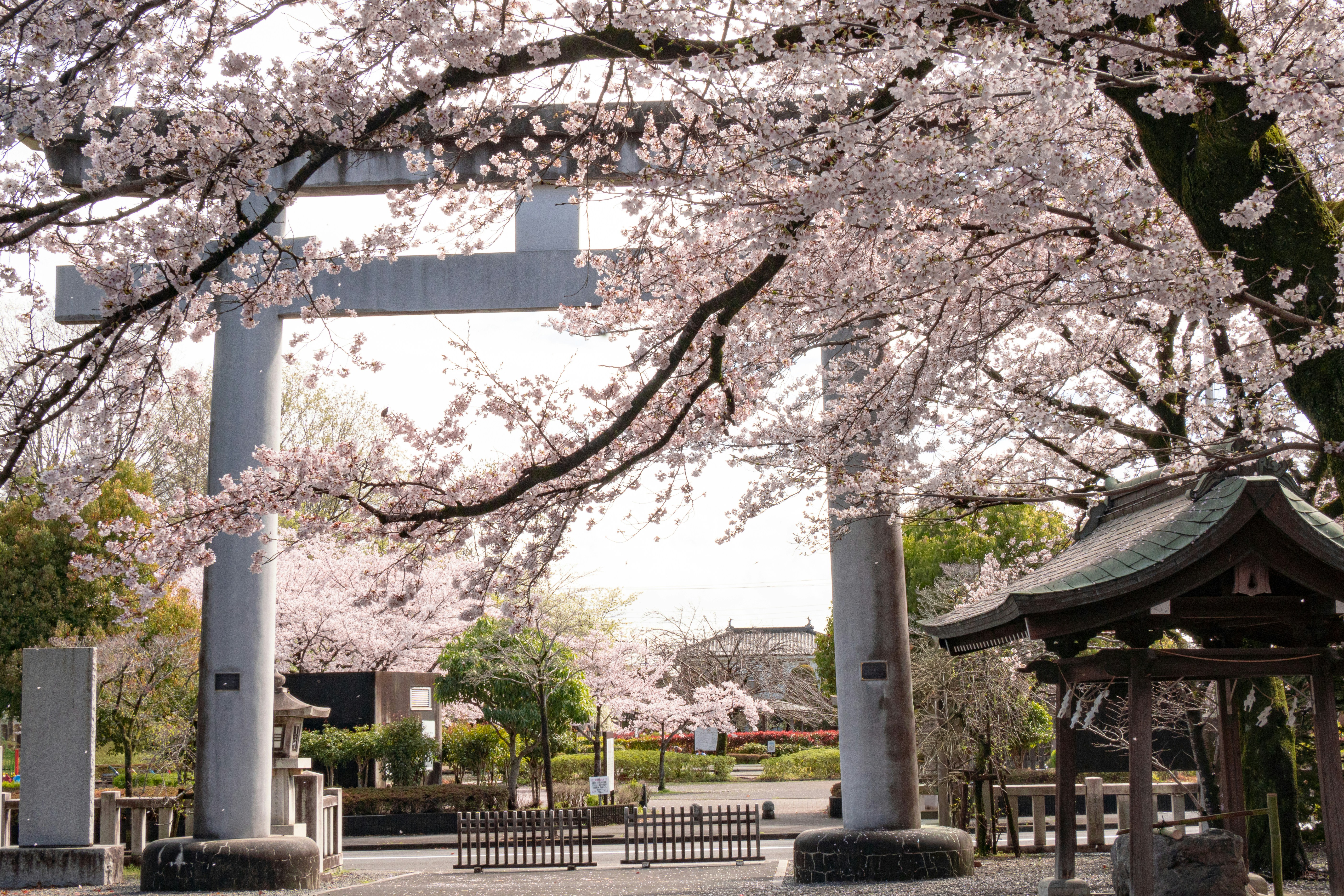 桜が神社の大きな鳥居を縁取っています。