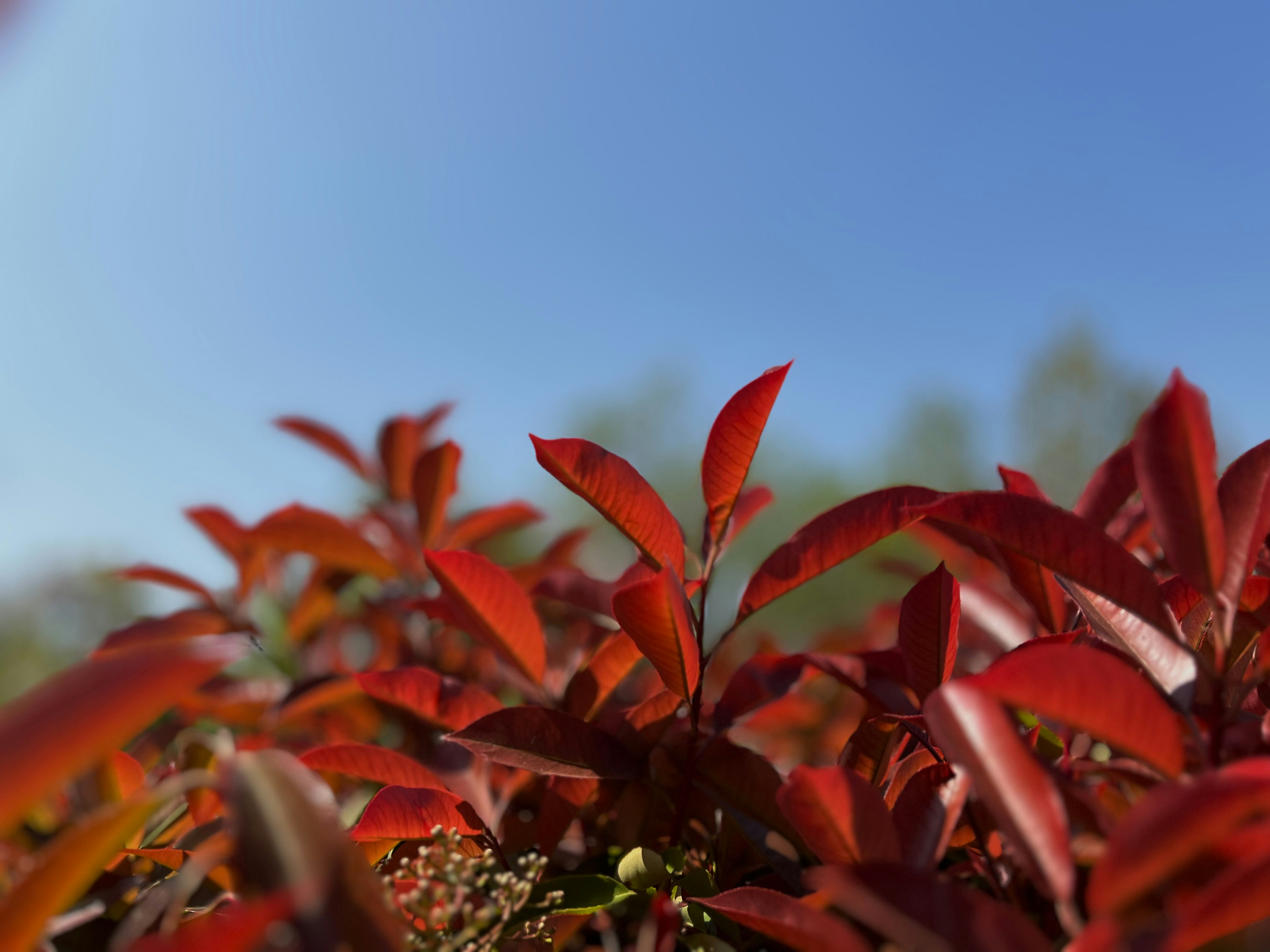 Red leaves against a bright blue sky