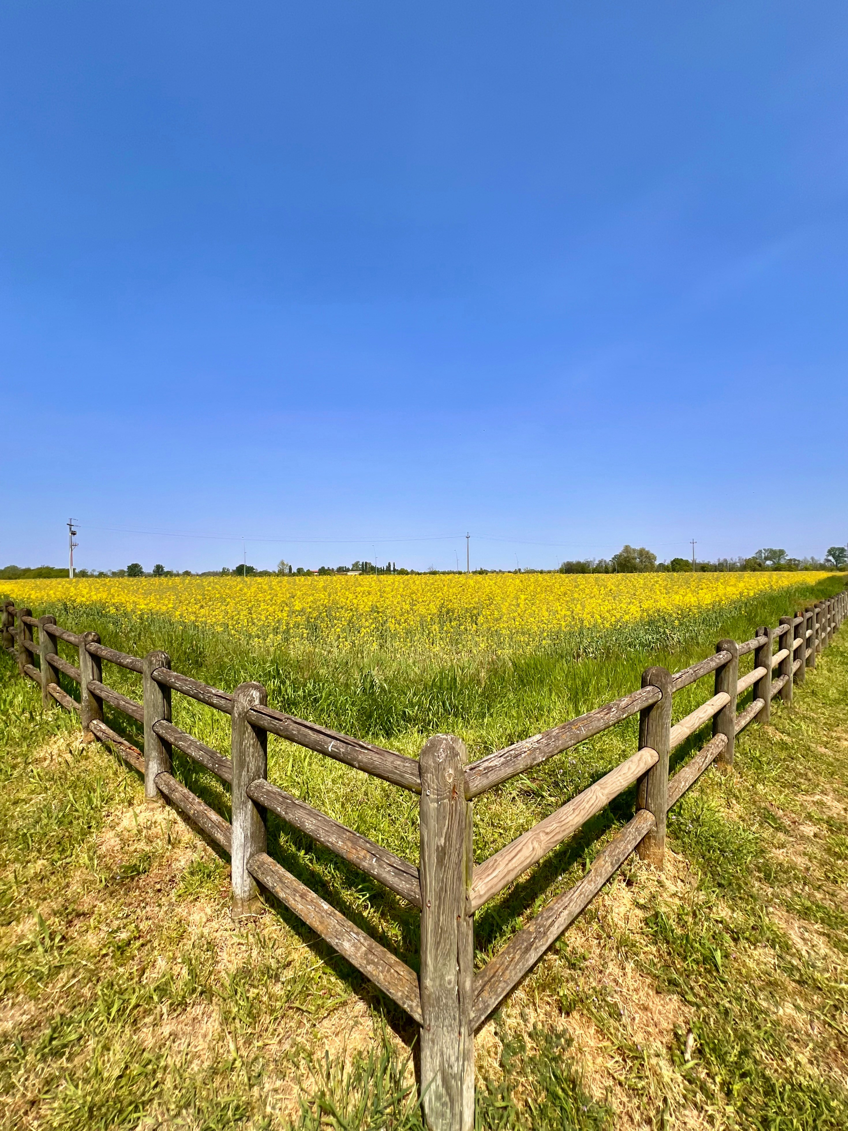 Wooden fence in a field of yellow flowers
