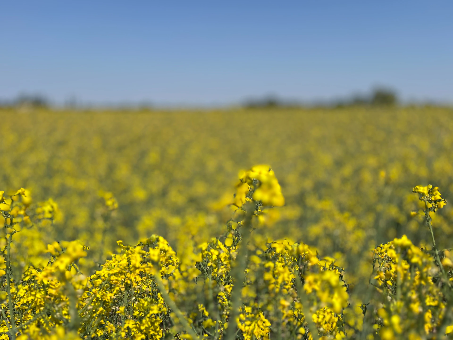 Vast field of bright yellow rapeseed flowers under blue sky.