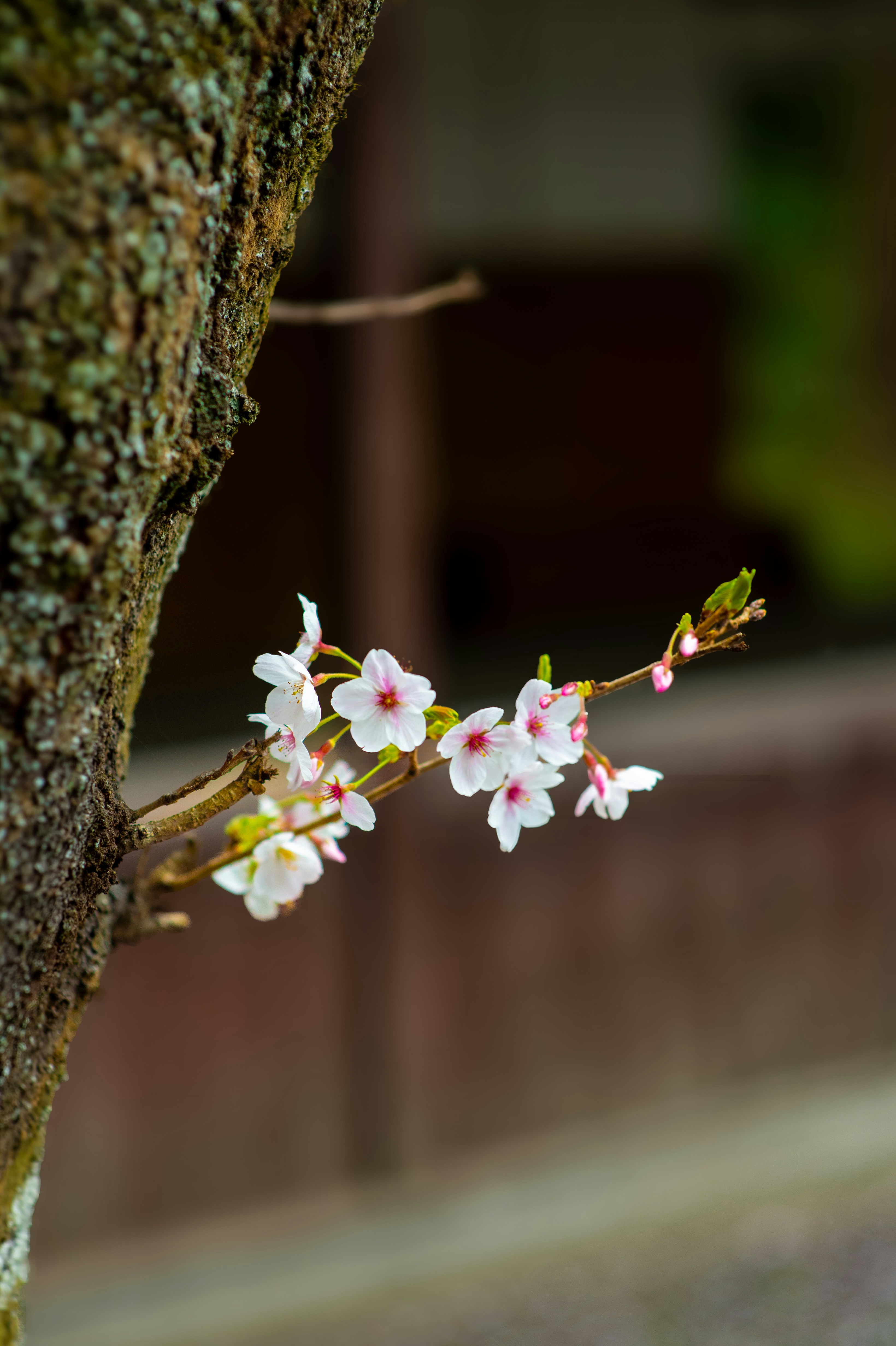 Delicate pink cherry blossoms bloom on a tree branch.
