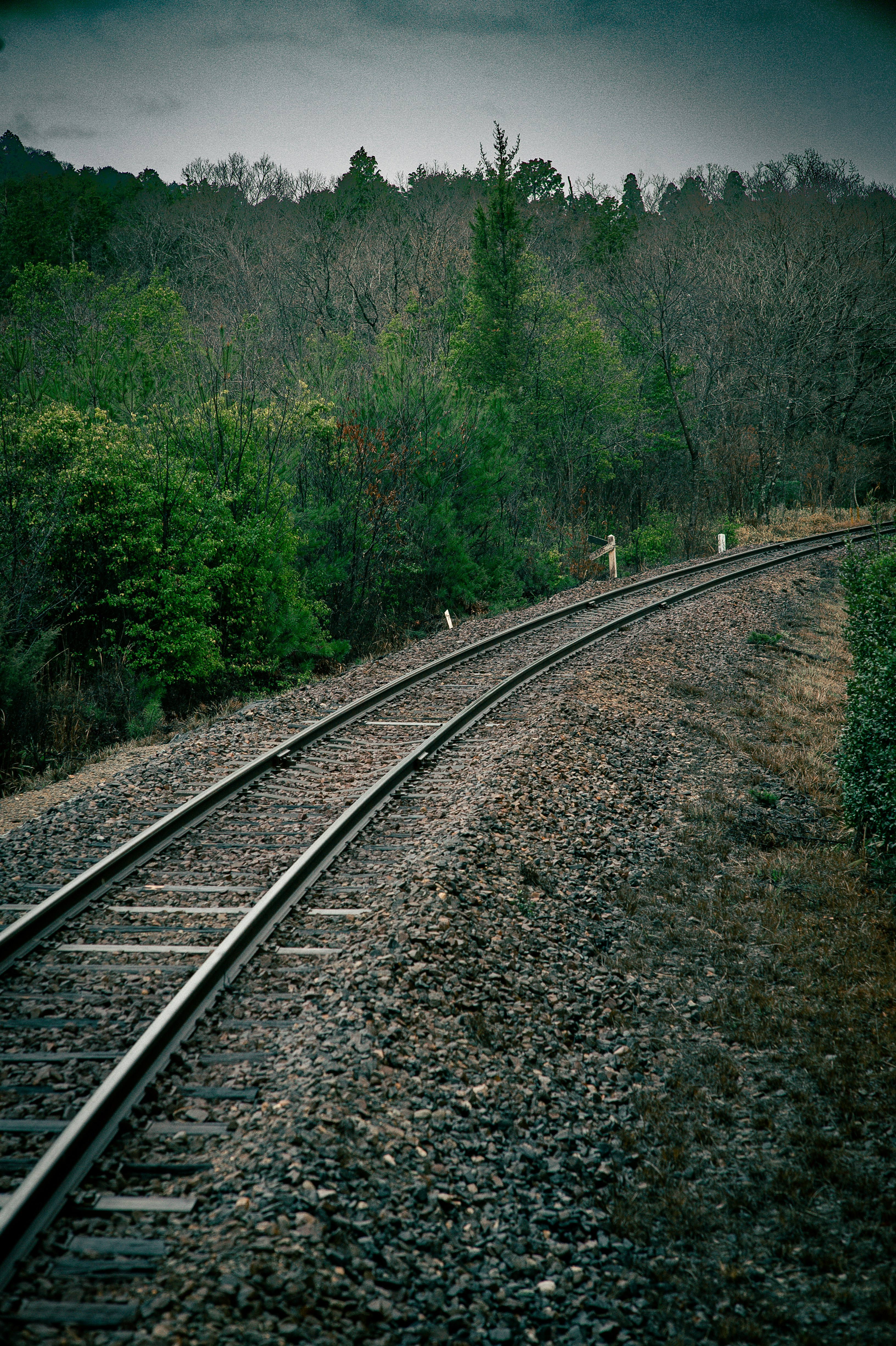 Train tracks curve through a dense forest.