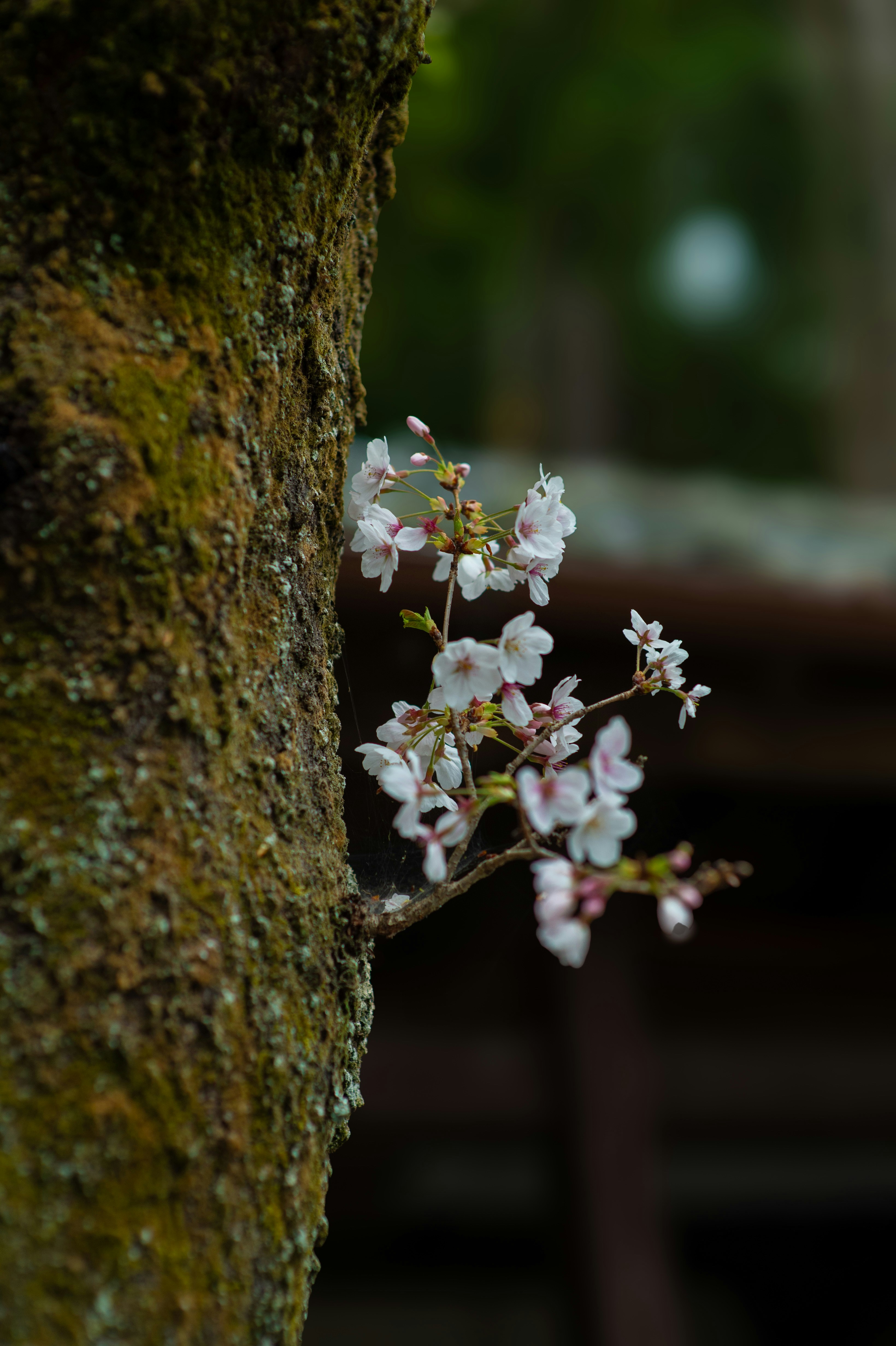 Cherry blossoms bloom on a mossy tree trunk.