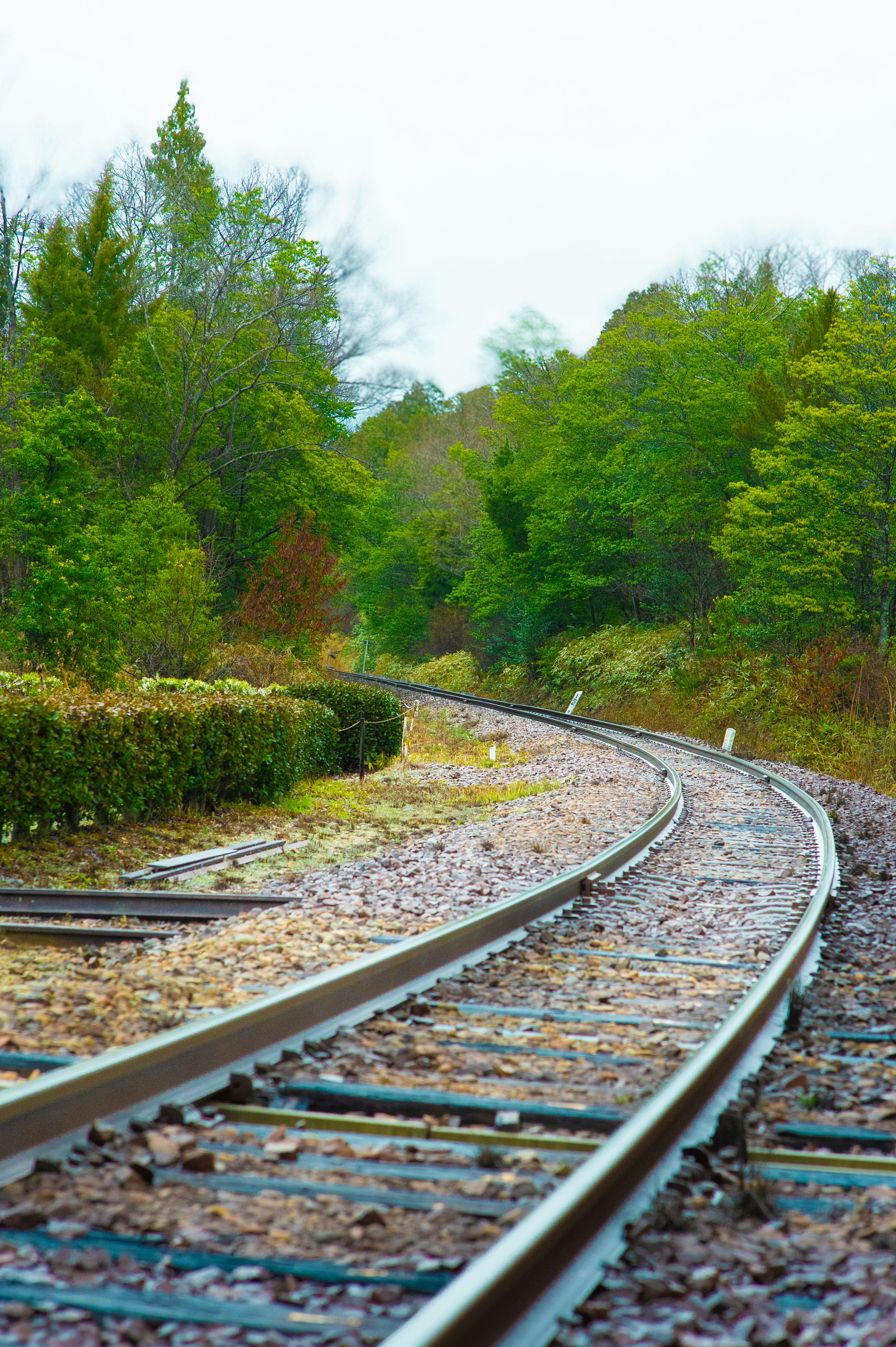 Curving train tracks through a lush green forest