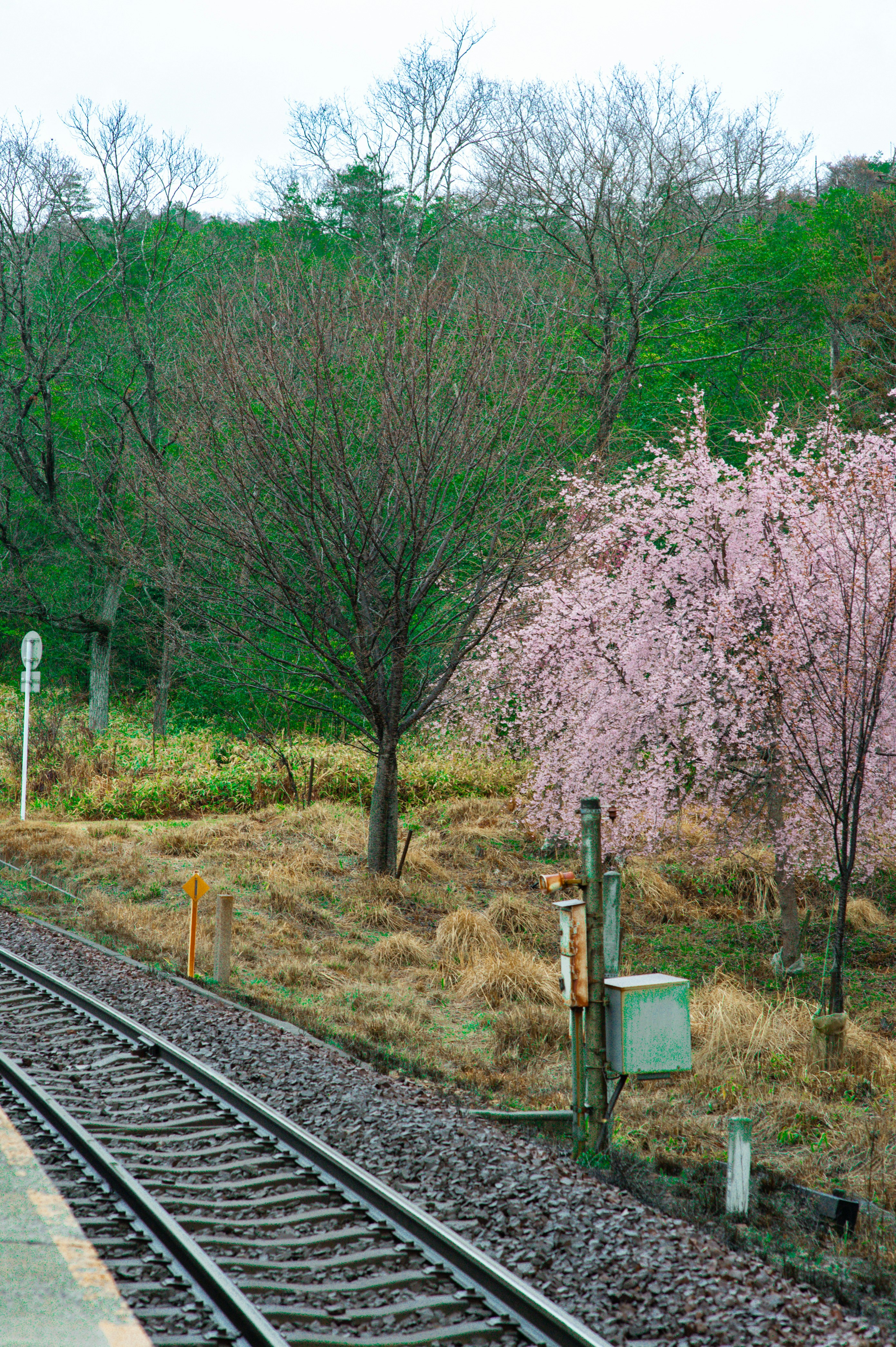 Train tracks pass by blooming cherry trees in spring.
