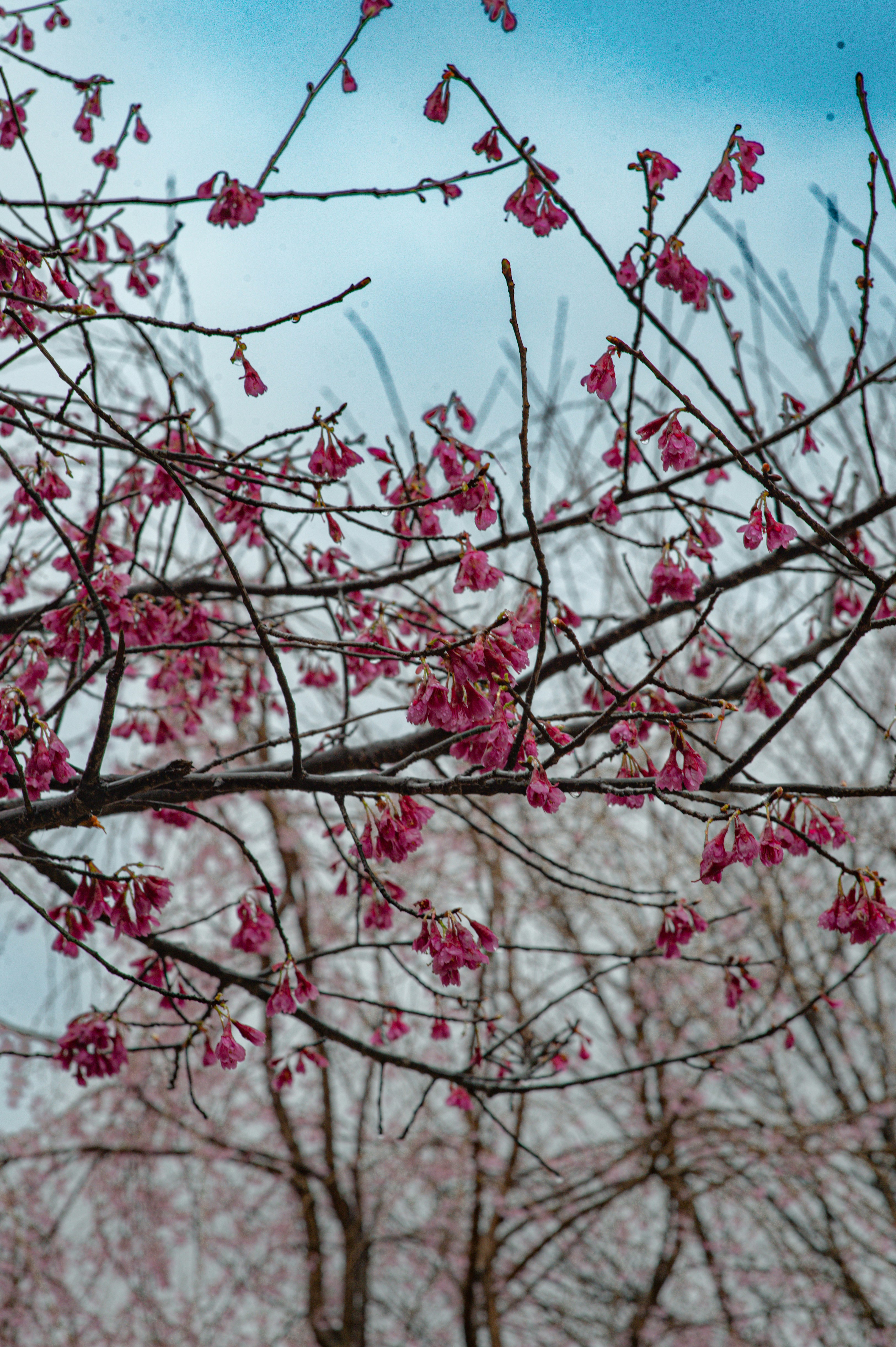 Pink cherry blossoms on bare branches against sky