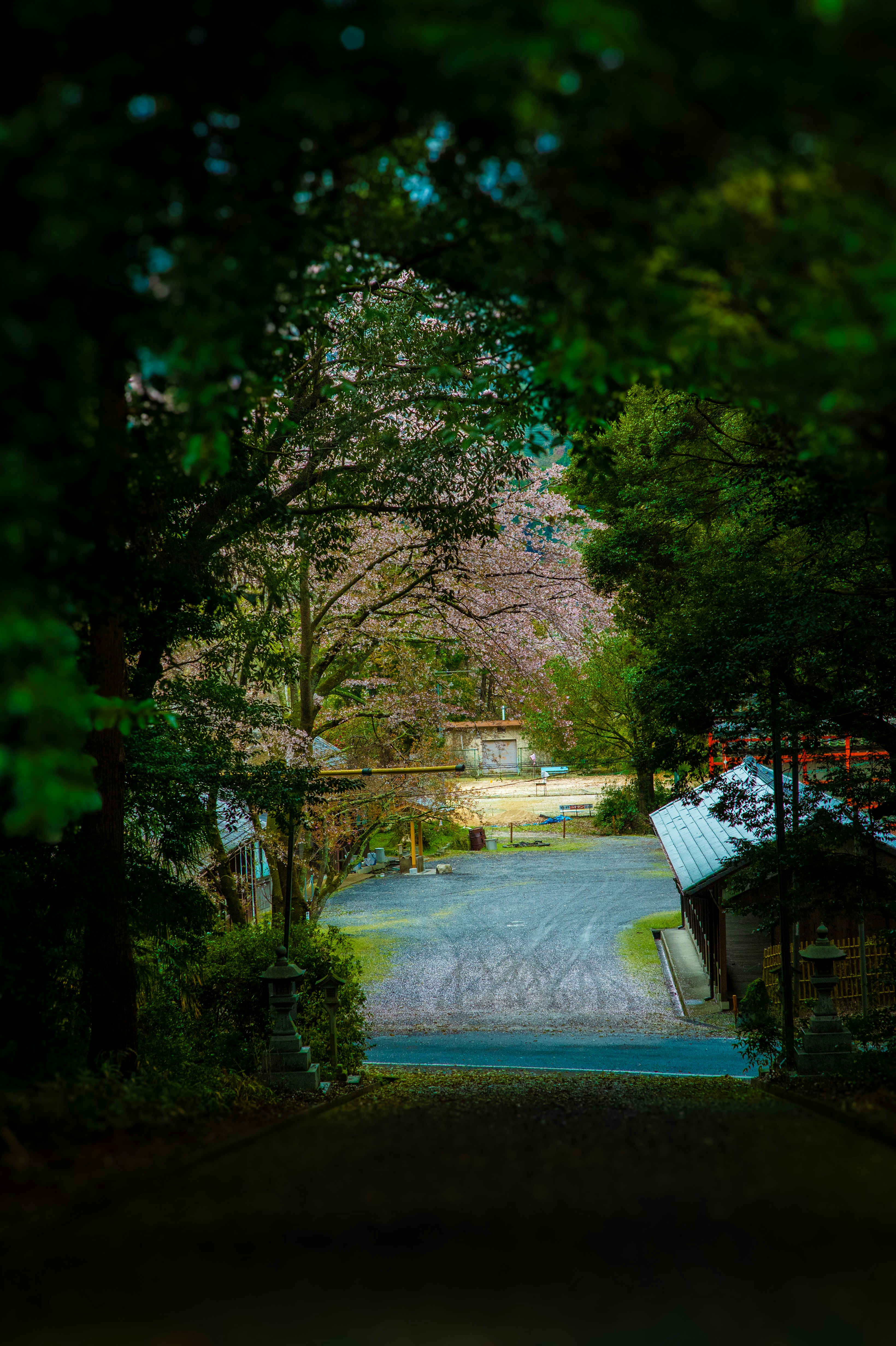 Path leading to traditional japanese buildings with cherry blossoms.