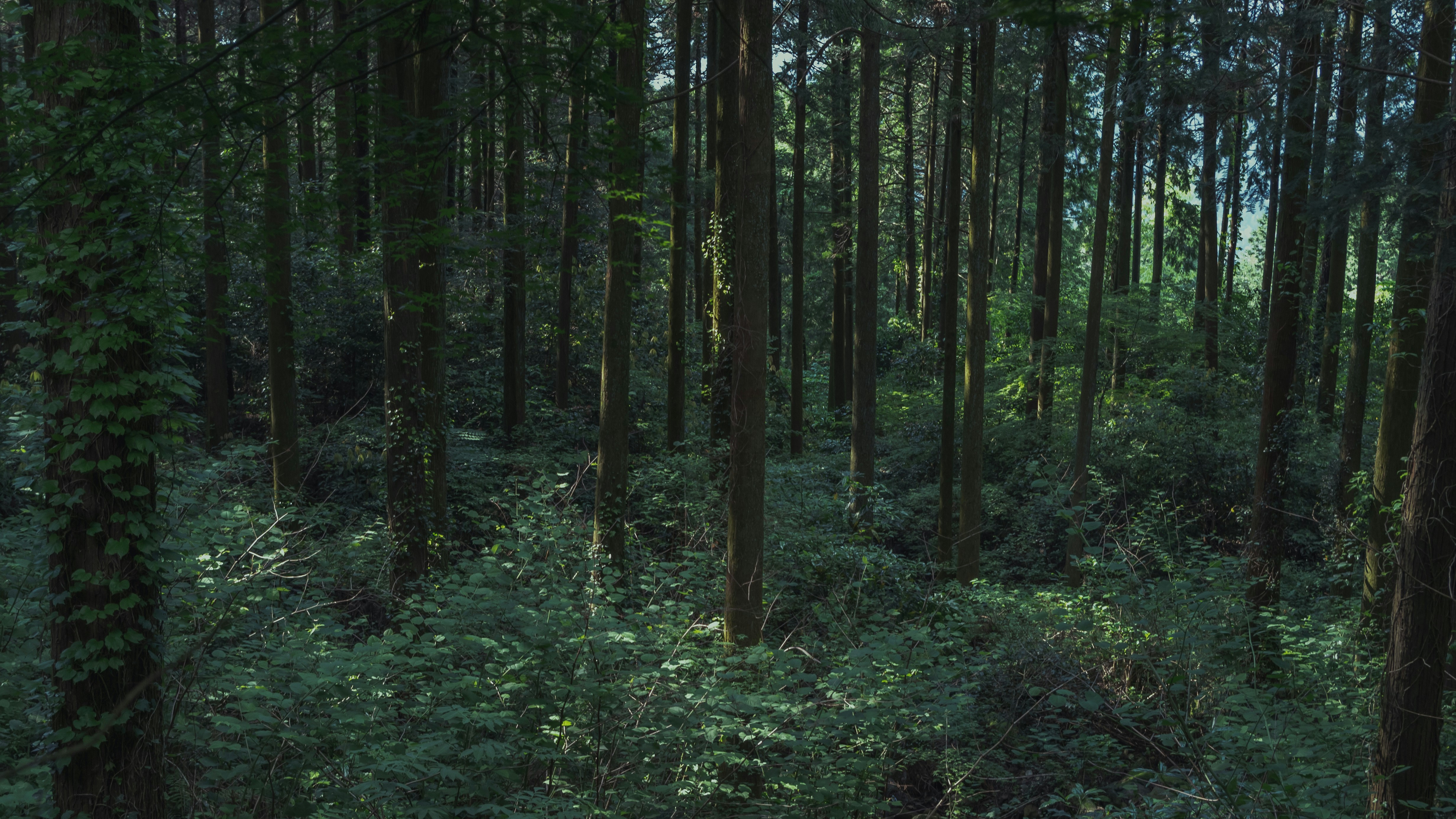 Photo by eikichishutou