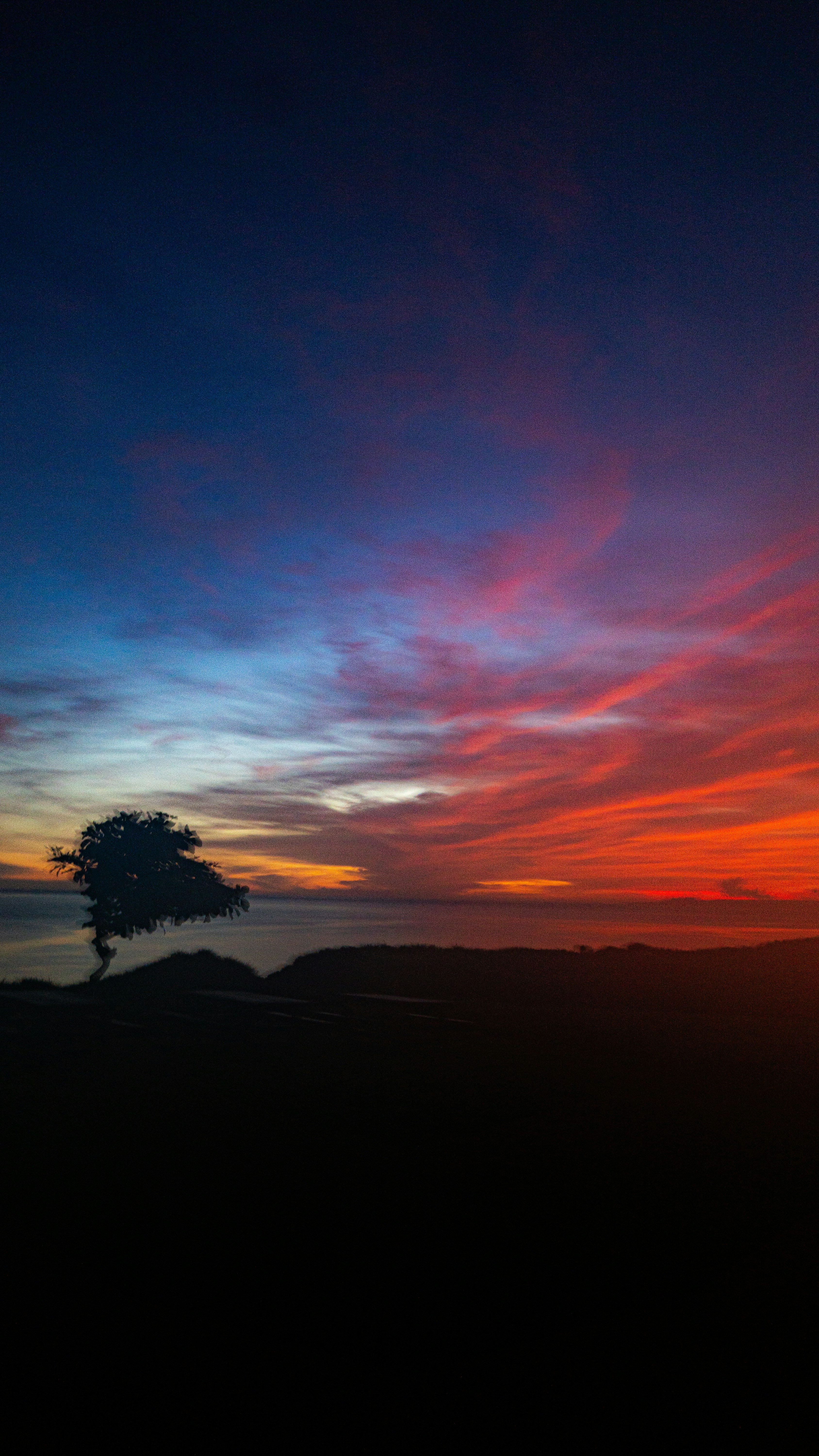 鮮やかな夕焼け空を背景にした孤独な木のシルエット。